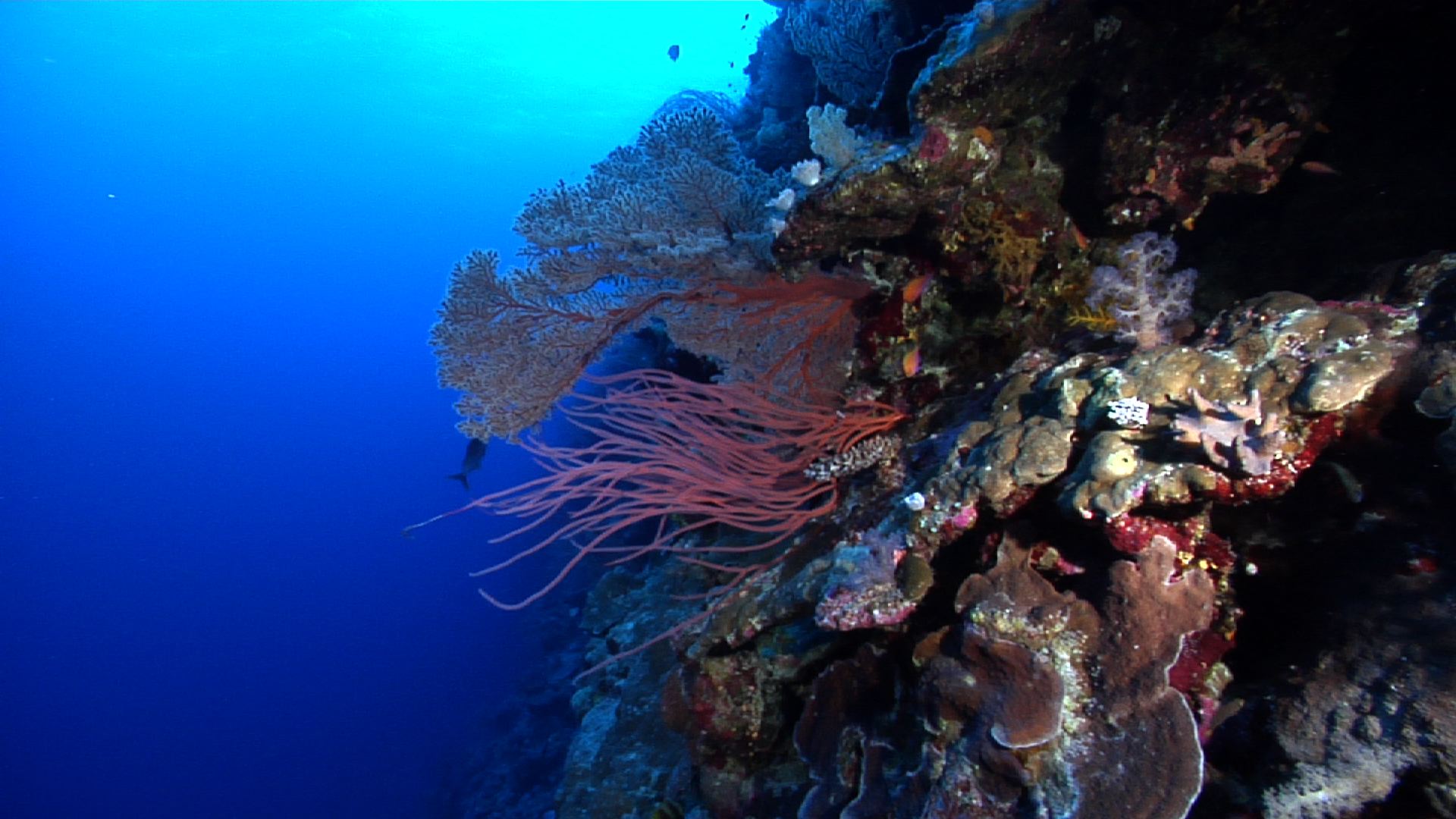 Ocean scenery fast drift along the wall, lots of colour from various soft corals and fish, on wall, HD, UP28859