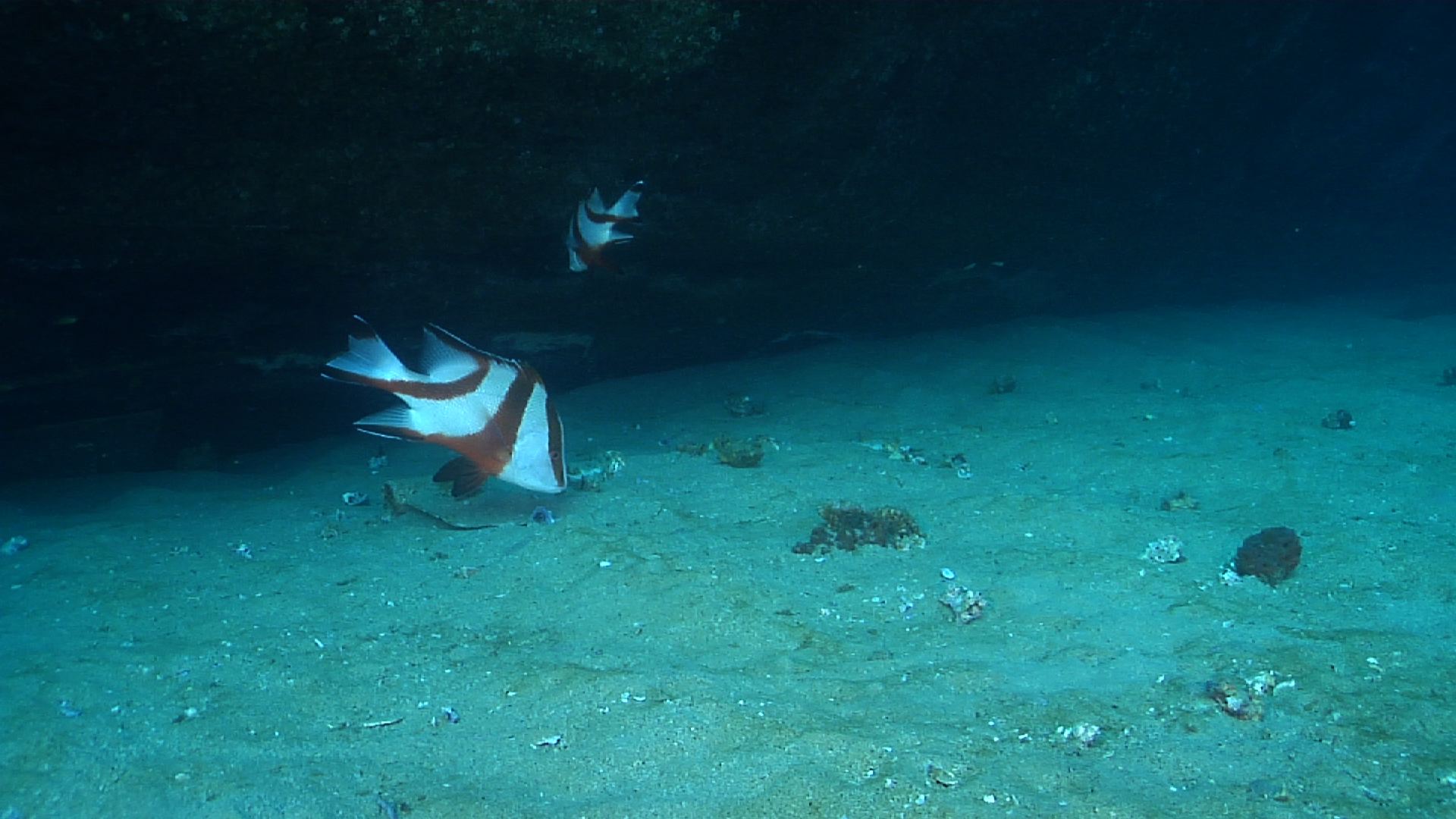 Juvenile Red emperor hunting on sand, Lutjanus sebae HD, UP29018