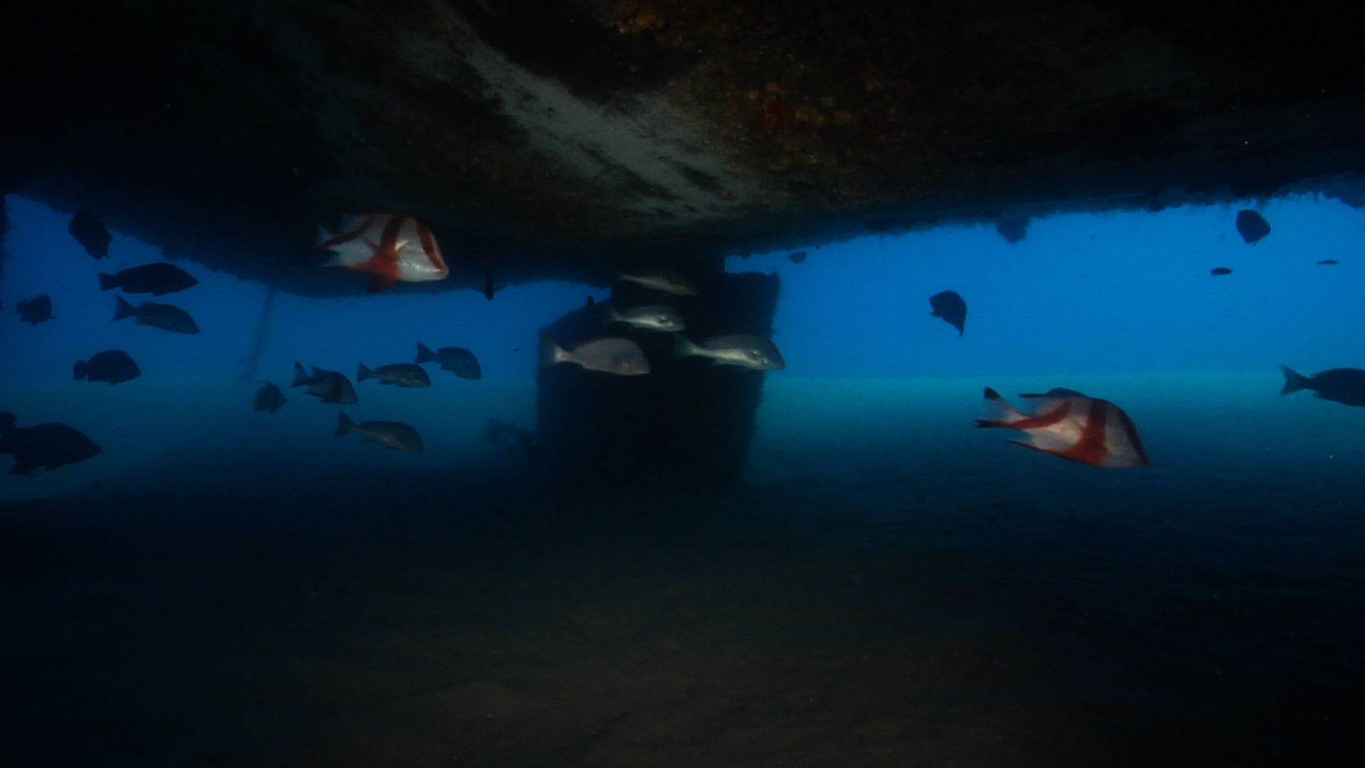 Ocean scenery lots of fish hiding under the hull, on wreckage, HD, UP29028