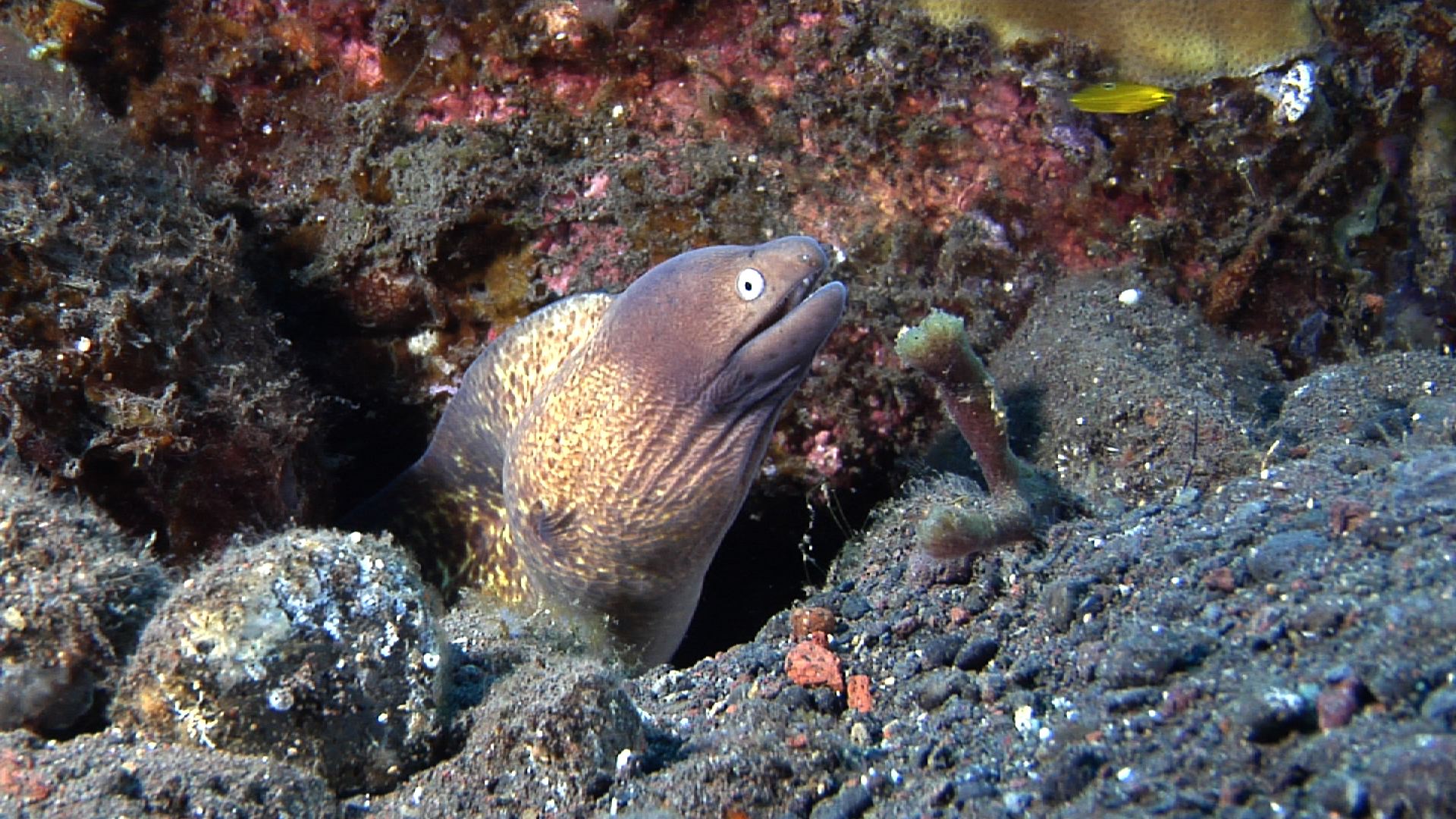 White-eyed moray gaping on black sand slope and muck, Gymnothorax thyrsoideus HD, UP29836