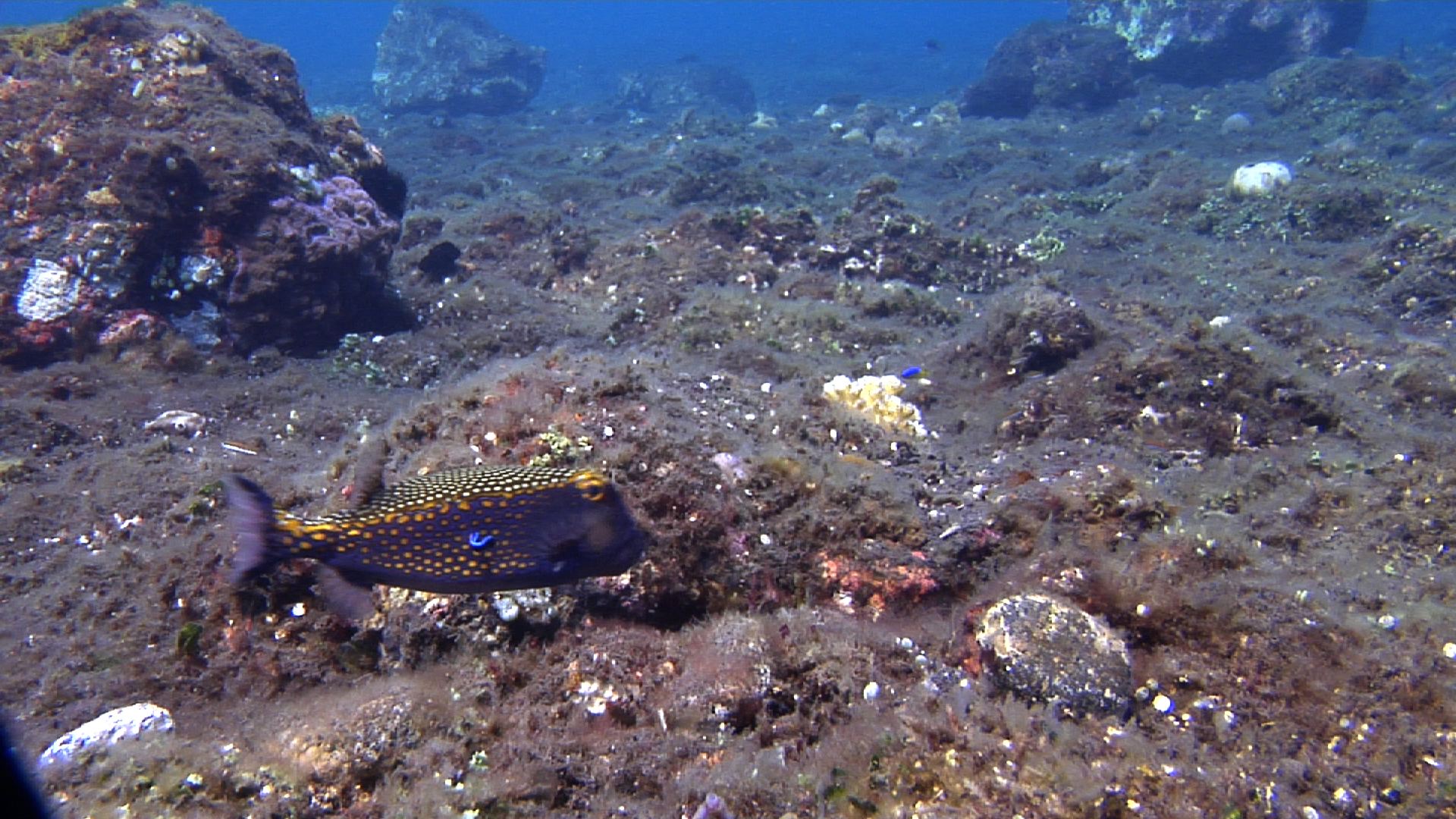 Spotted boxfish swimming on black sand slope and muck, Ostracion meleagris HD, UP30213