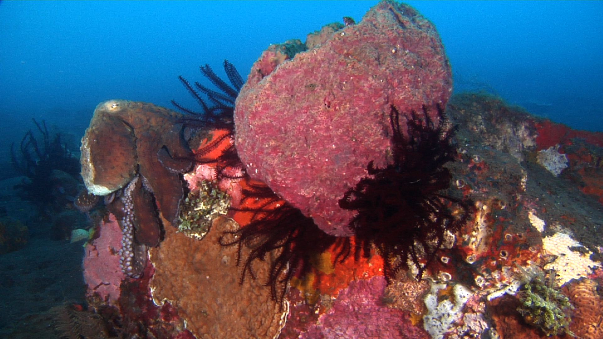 Common reef octopus on black sand slope and muck, Octopus cyanea HD, UP30353