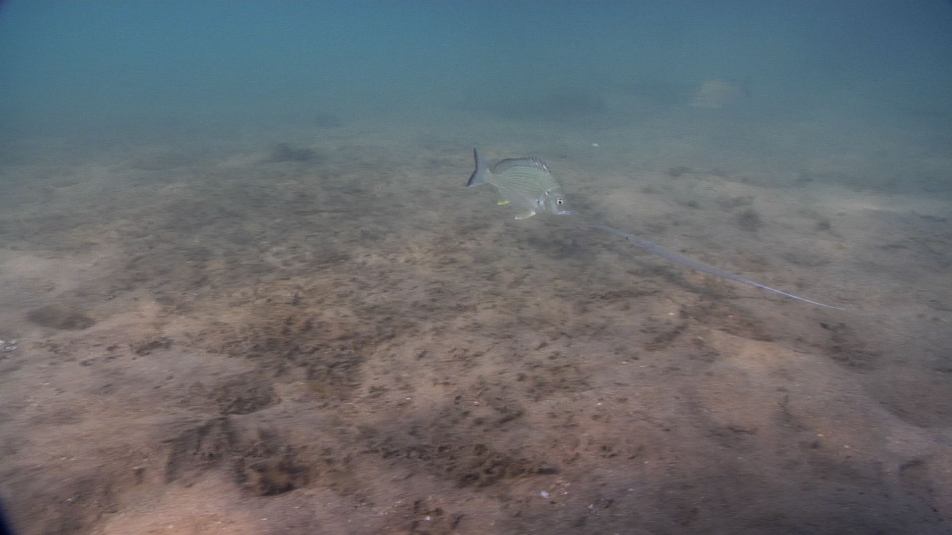 Yellow-finned bream swimming on seagrass meadow, Acanthopagrus australis HD, UP31851