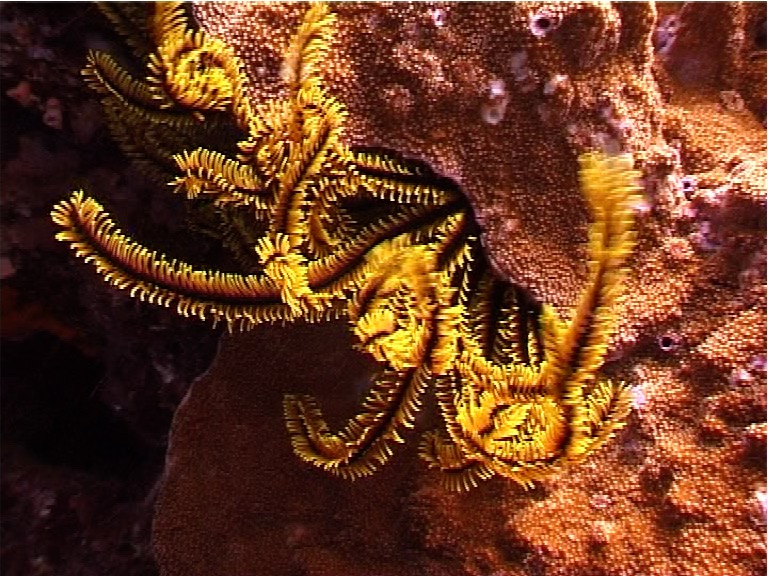 Brown and white crinoid, Liparometra regalis, UP3230
