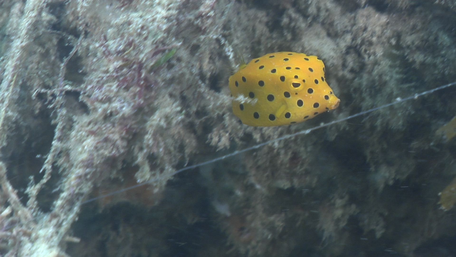 Yellow boxfish on river mouth rock wall, discarded fishing tackle HD, UP32424