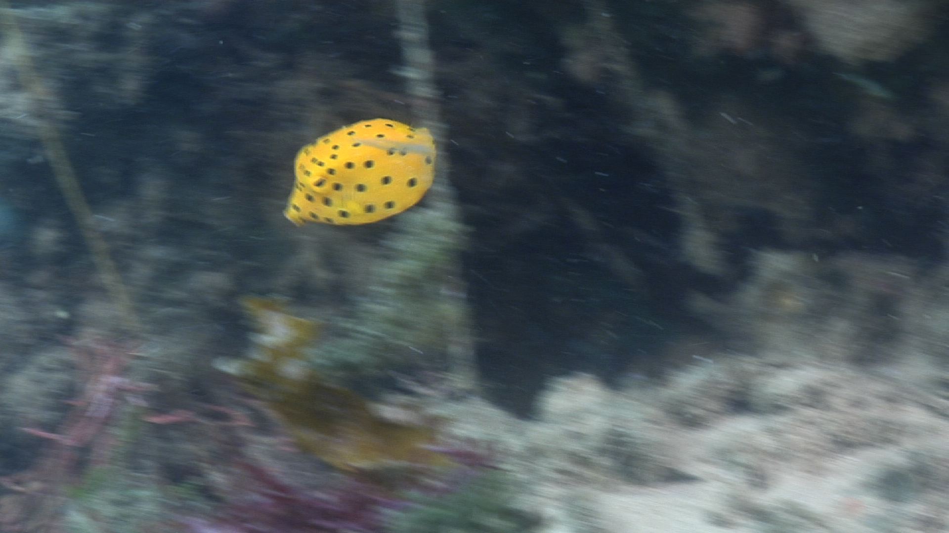 Juvenile Yellow boxfish swimming on river mouth rock wall, Ostracion cubicus HD, UP32425
