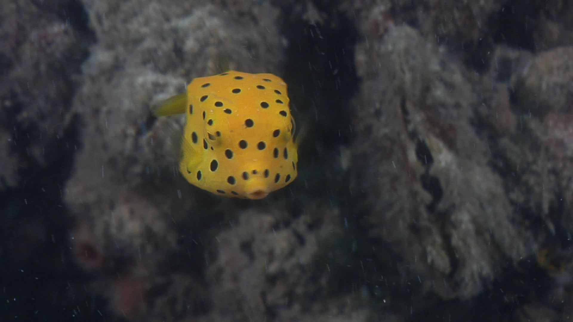Juvenile Yellow boxfish swimming on river mouth rock wall, Ostracion cubicus HD, UP32426