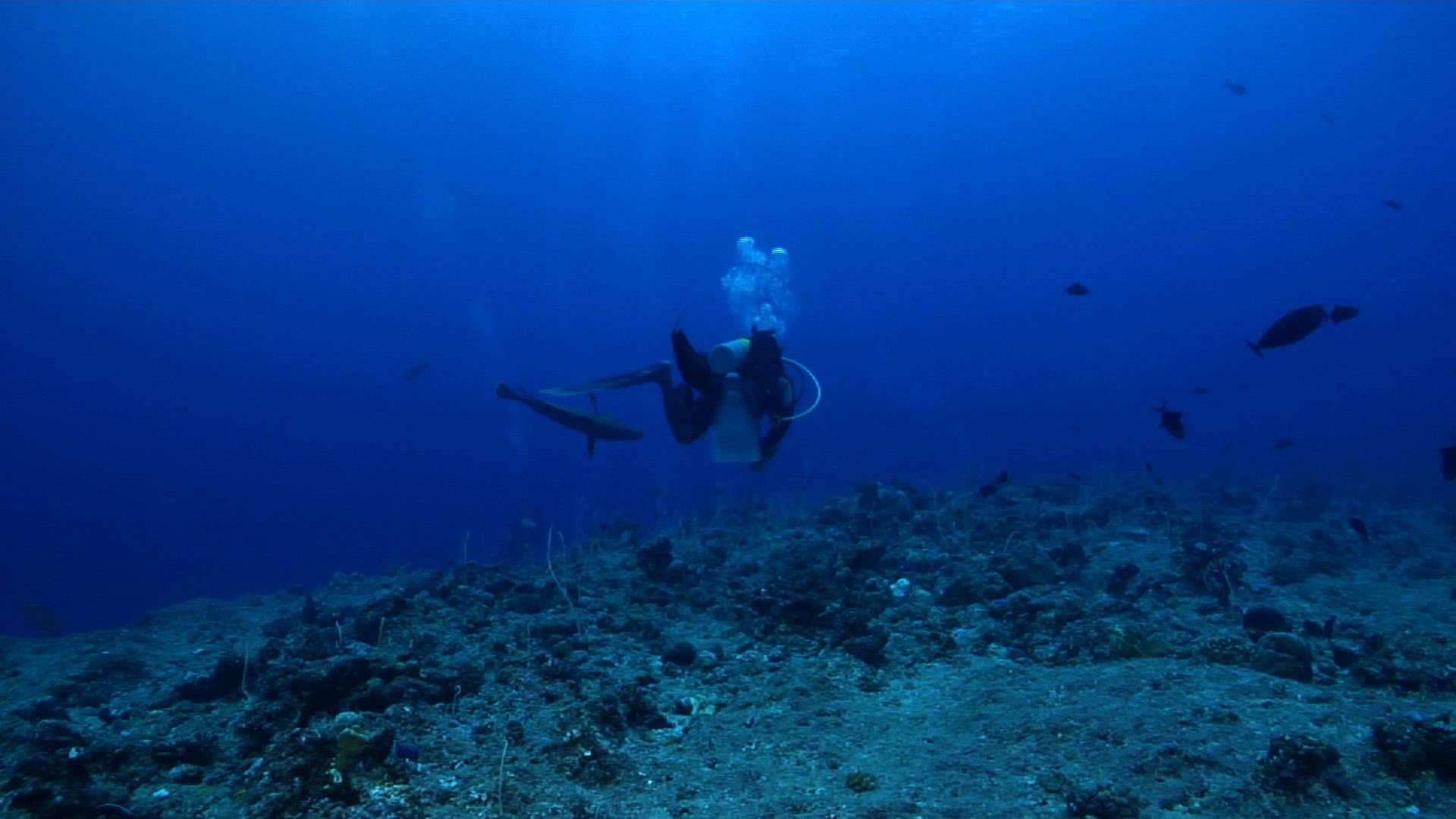 Diver interacting with wildlife swimming on exposed seaward wall and plateau with Bumphead parrotfish Humphead maori wrasse in Palau (Micronesia), HD, UP32903