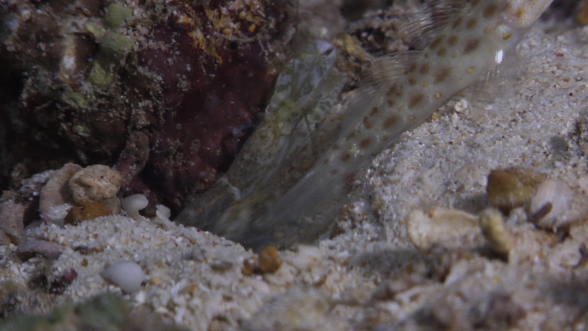 Sandy goby shrimp housekeeping on sand and coral rubble at dusk, Alpheus djeddensis HD, UP33572