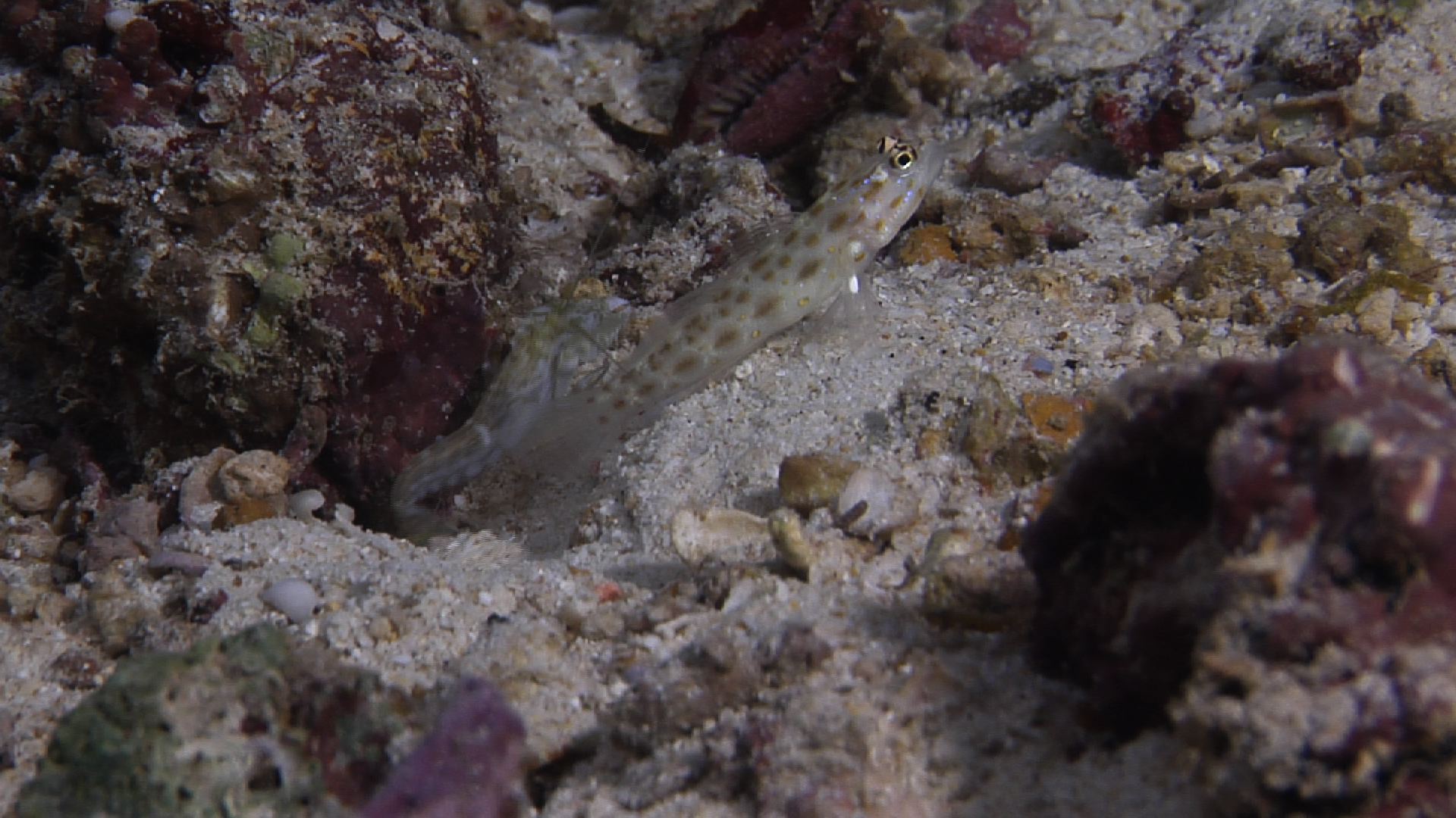 Sandy goby shrimp housekeeping on sand and coral rubble at dusk, Alpheus djeddensis HD, UP33573