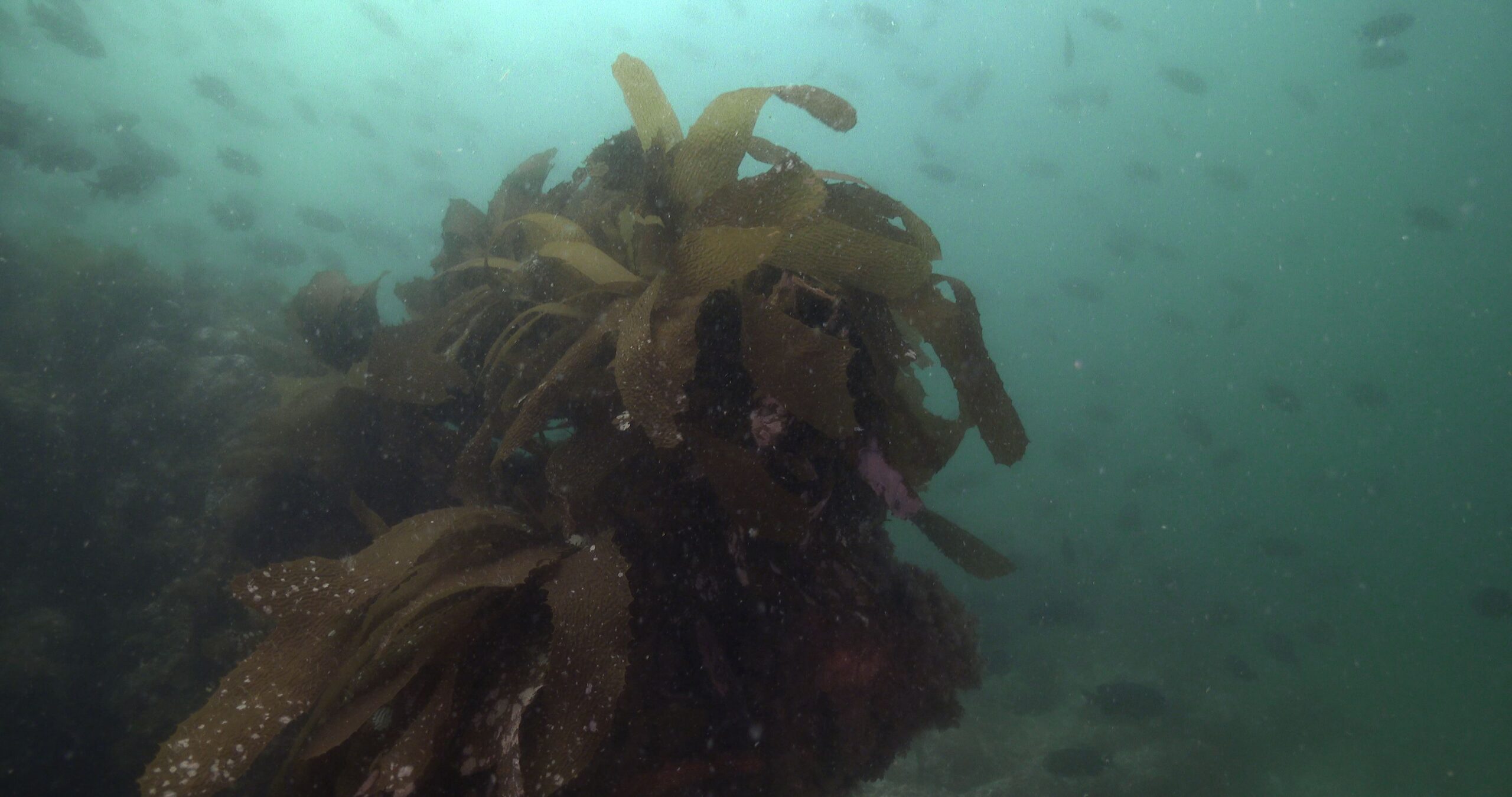 Ocean scenery distant schools of fish in strong surge and poor visibility, on rocky reef covered in seaweed and kelp, 4K UltraHD, UP33823