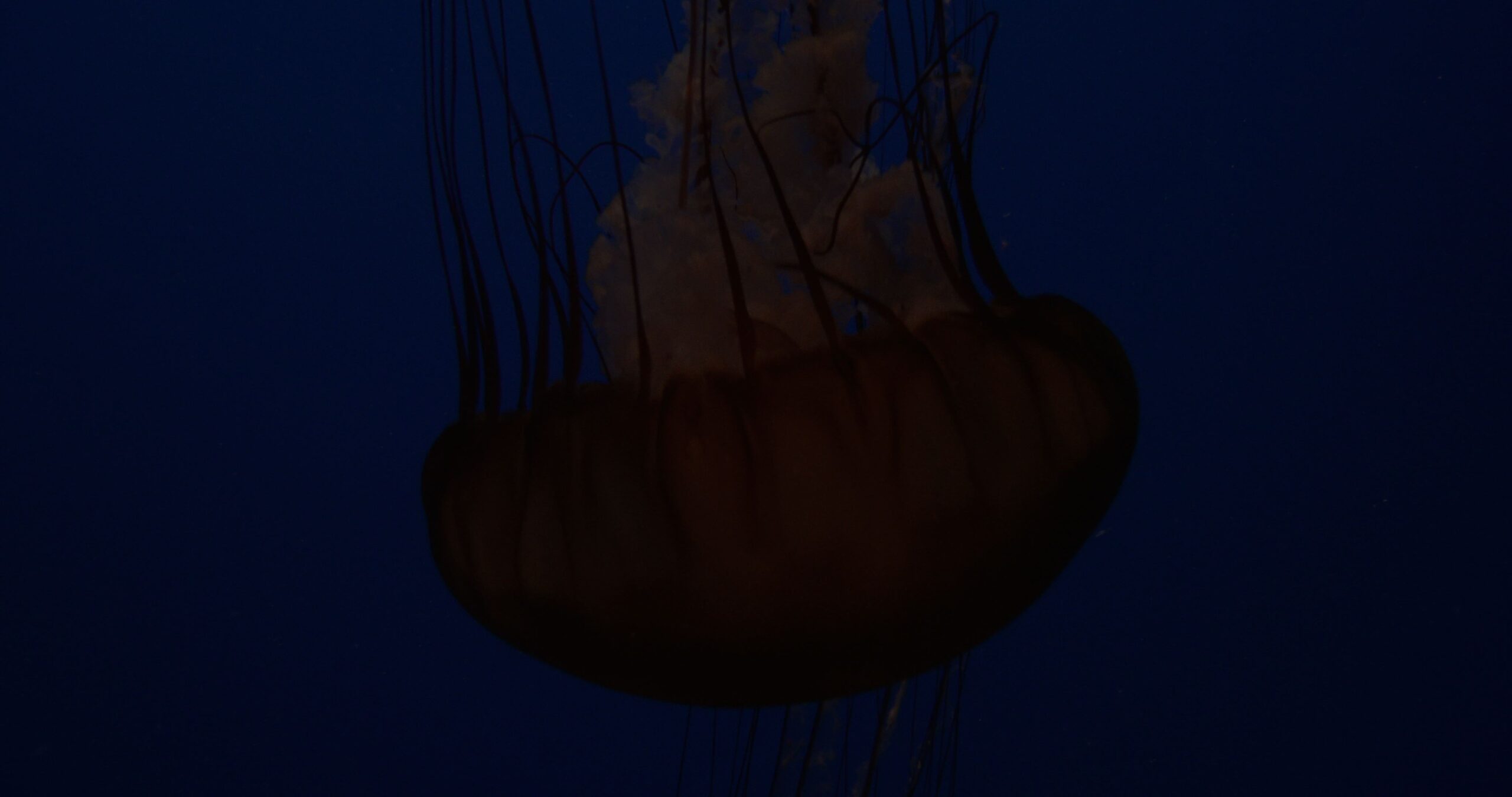 Indonesian sea nettle swimming in public aquarium, Chrysaora chinensis 4K UltraHD, UP33876