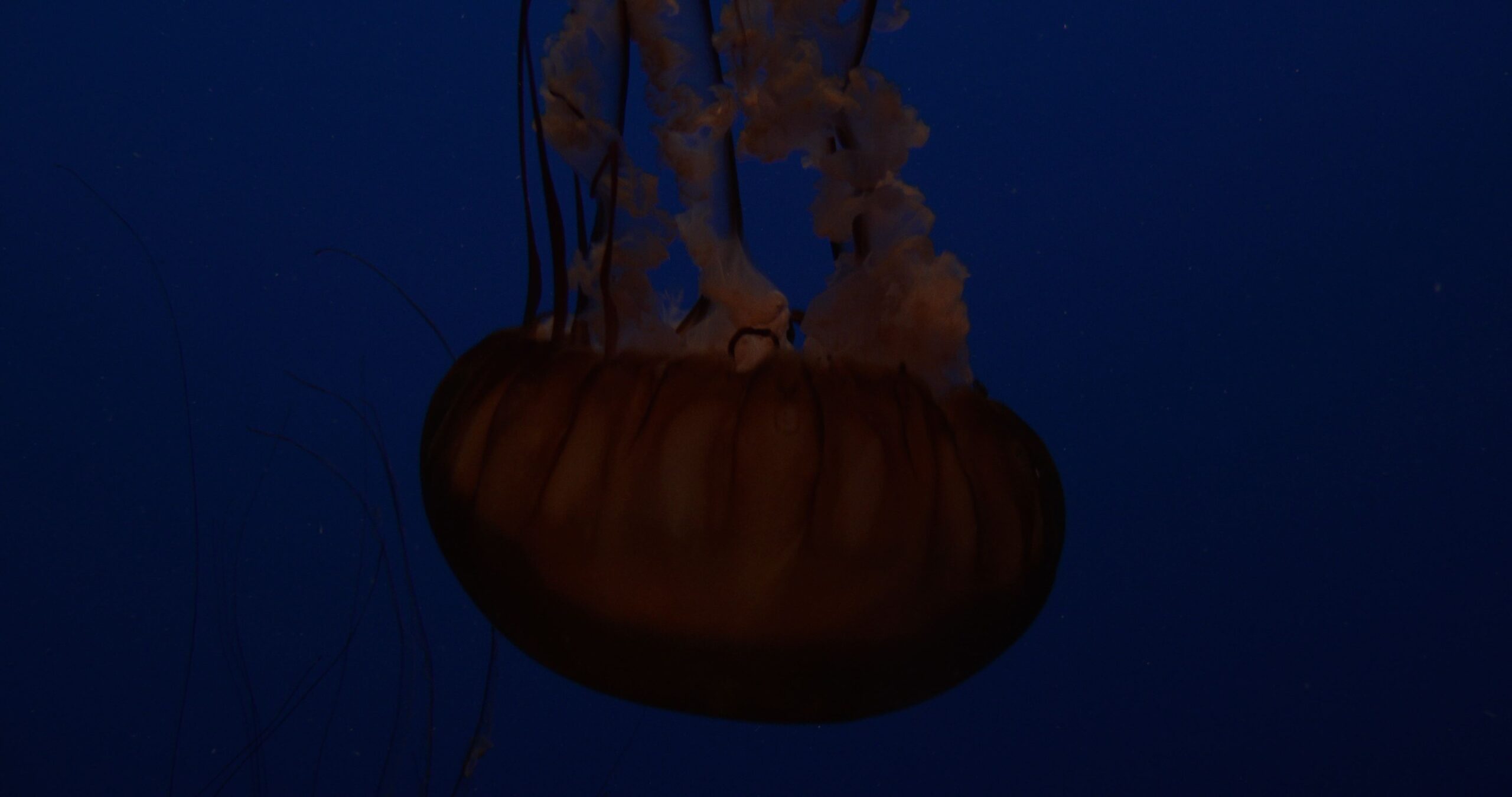 Indonesian sea nettle swimming in public aquarium, Chrysaora chinensis 4K UltraHD, UP33877