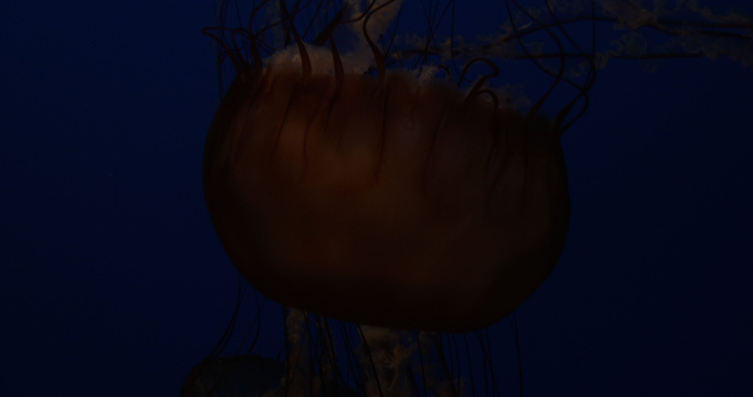 Indonesian sea nettle swimming in public aquarium, Chrysaora chinensis 4K UltraHD, UP33878