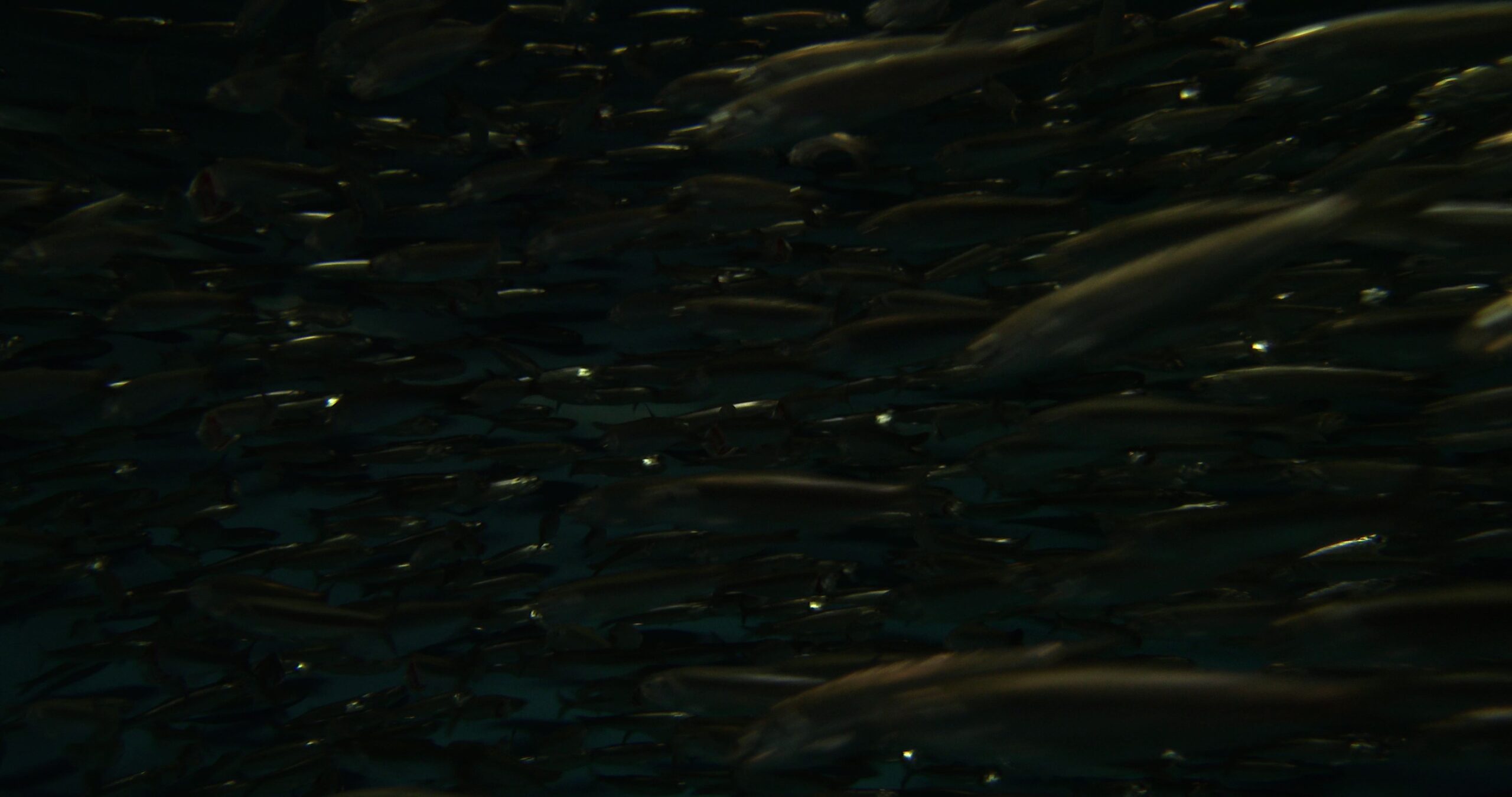 Californian anchovy feeding and schooling in public aquarium, Engraulis mordax 4K UltraHD, UP33881