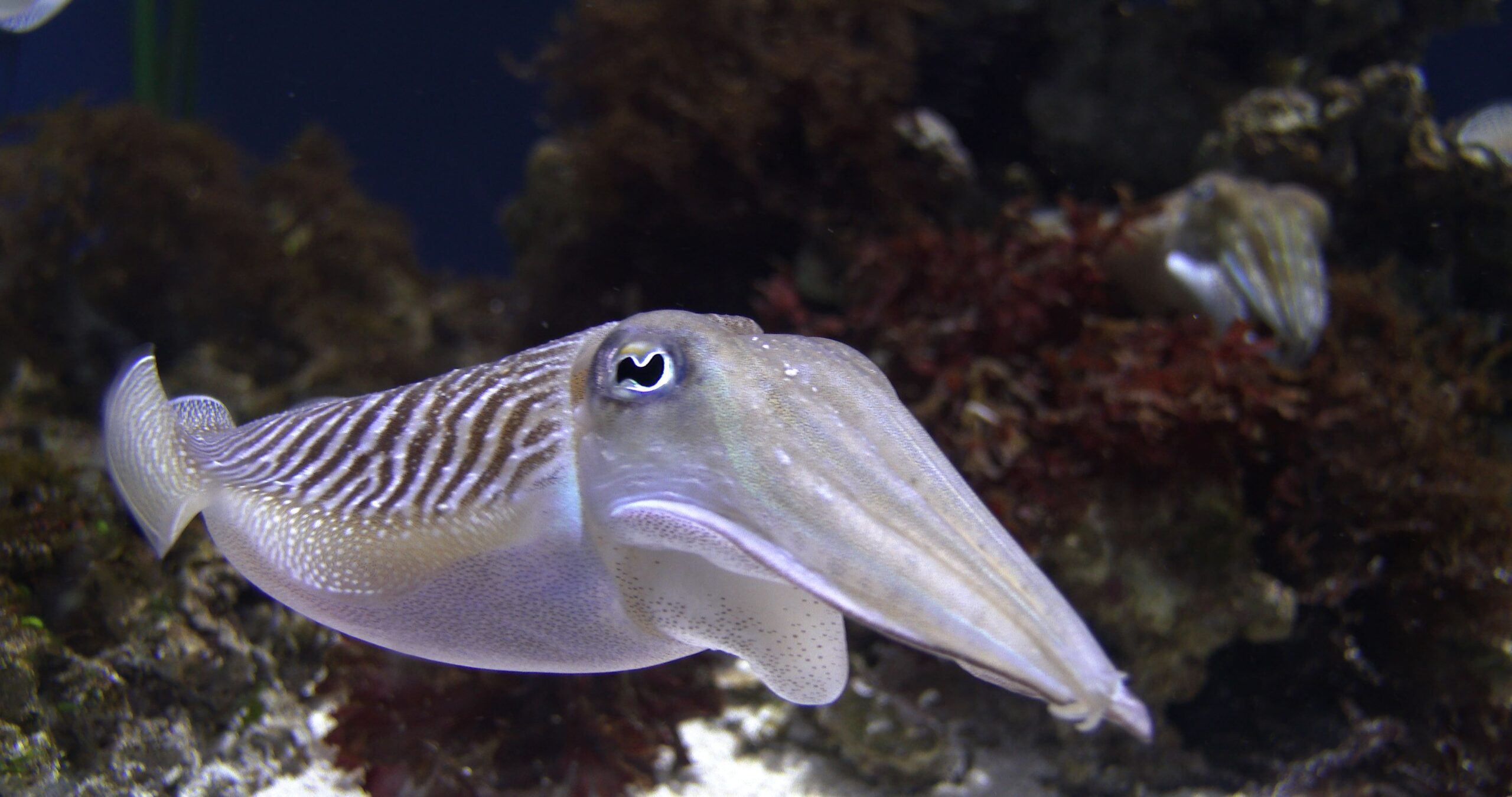 Common cuttlefish swimming in public aquarium, Sepia officinalis 4K UltraHD, UP33883