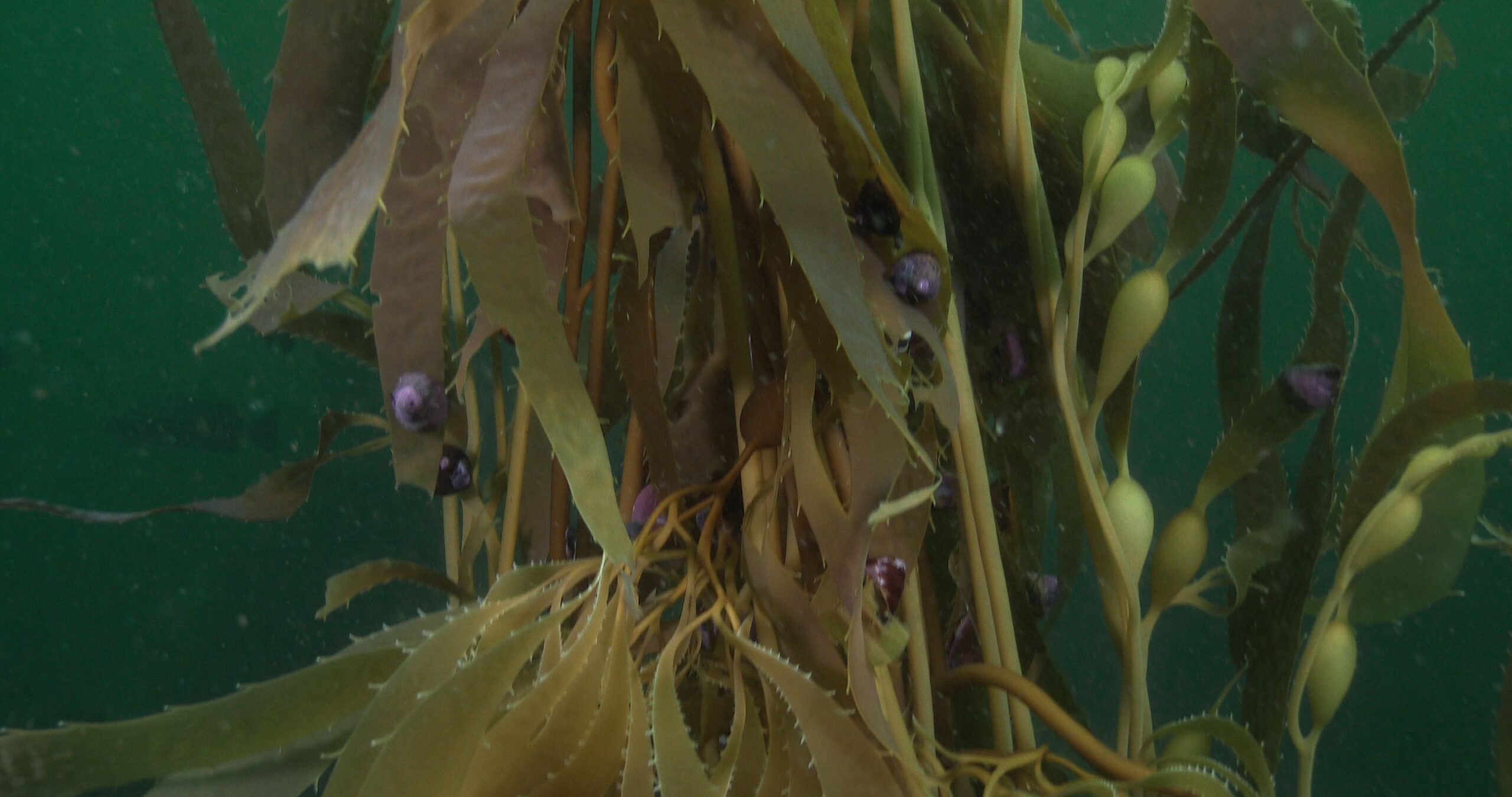 Giant kelp swaying in kelp forest, Macrocystis pyrifera 4K UltraHD, UP33920