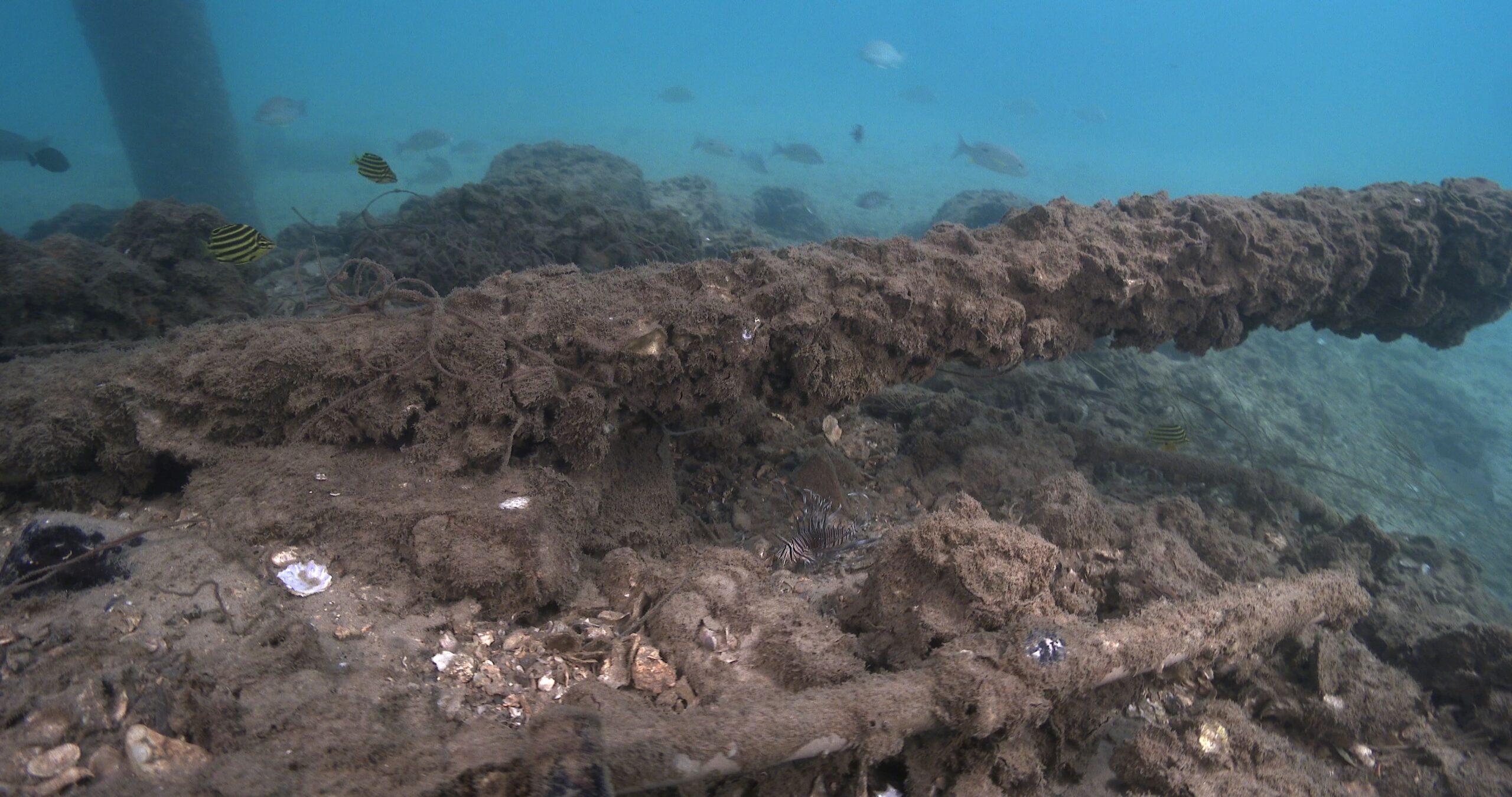 Lots of fish among pipes and rubbish, moderate current, circles around lionfish, underwater, Moses perch 4K UltraHD, UP34084
