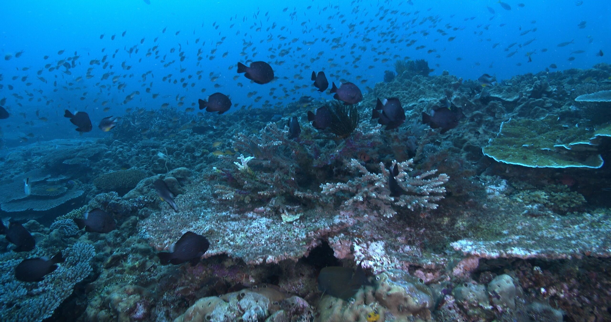 Ocean scenery lots of planktivores feeding, all spooked by camera, on deep coral reef, 4K UltraHD, UP35118