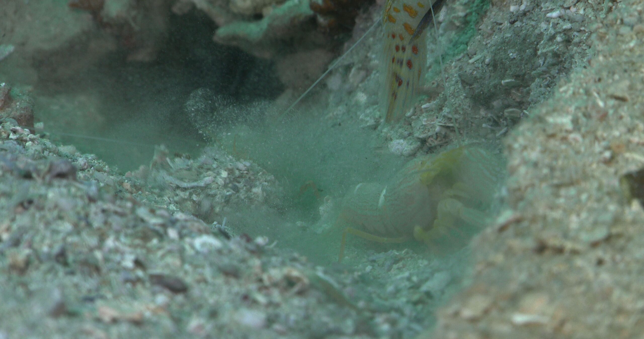 Sandy goby shrimp housekeeping, Alpheus djeddensis 4K UltraHD, UP35200