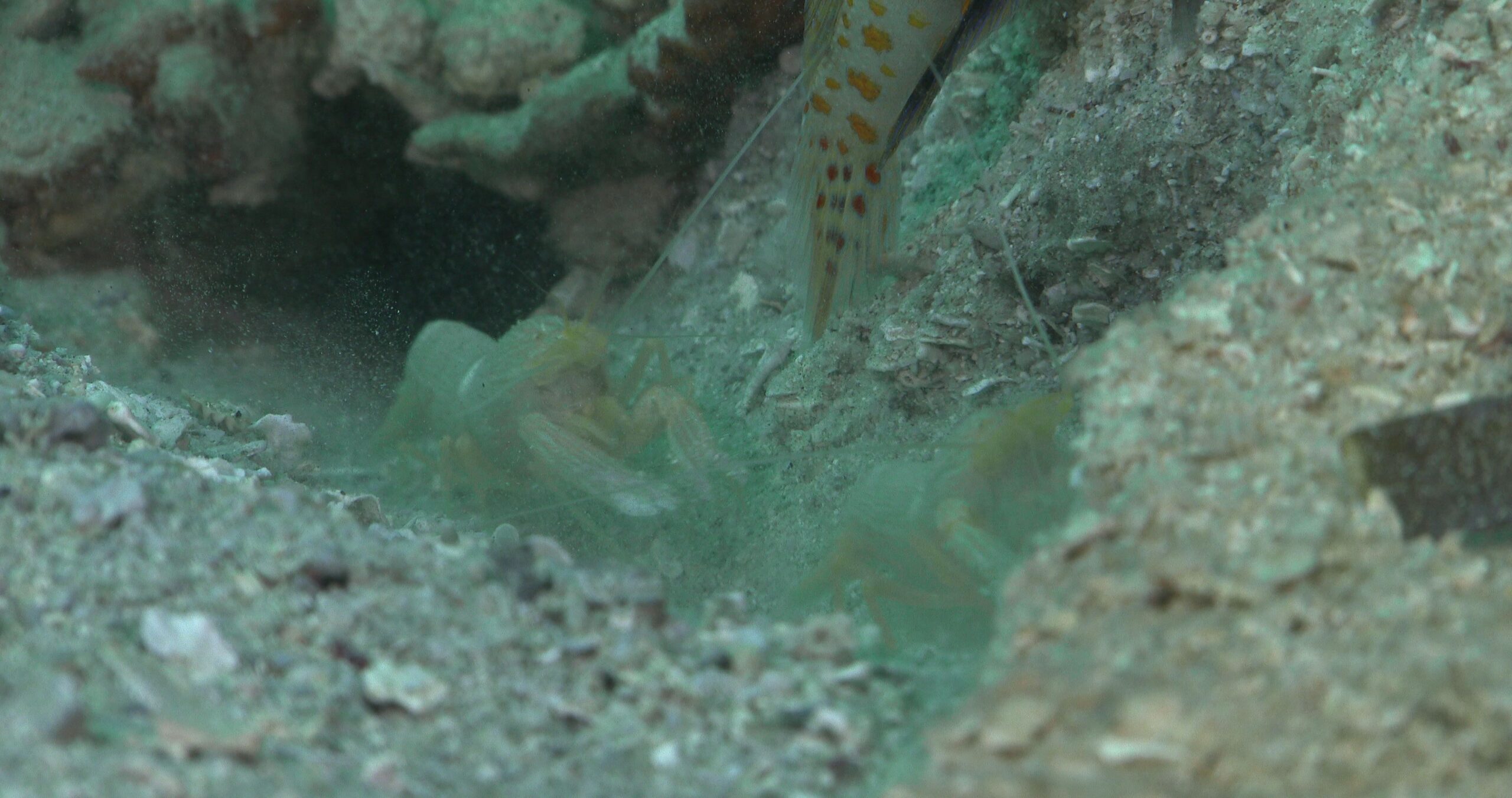 Sandy goby shrimp housekeeping, Alpheus djeddensis 4K UltraHD, UP35201