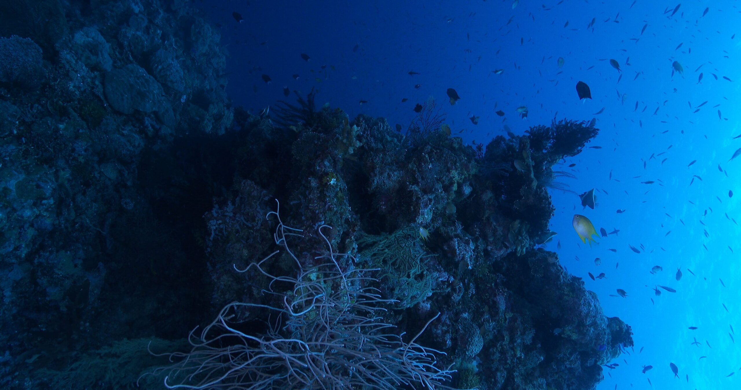 4k Ultra Hd Deep Blue Sea Amazon Prime Vertical Stock Footage Of