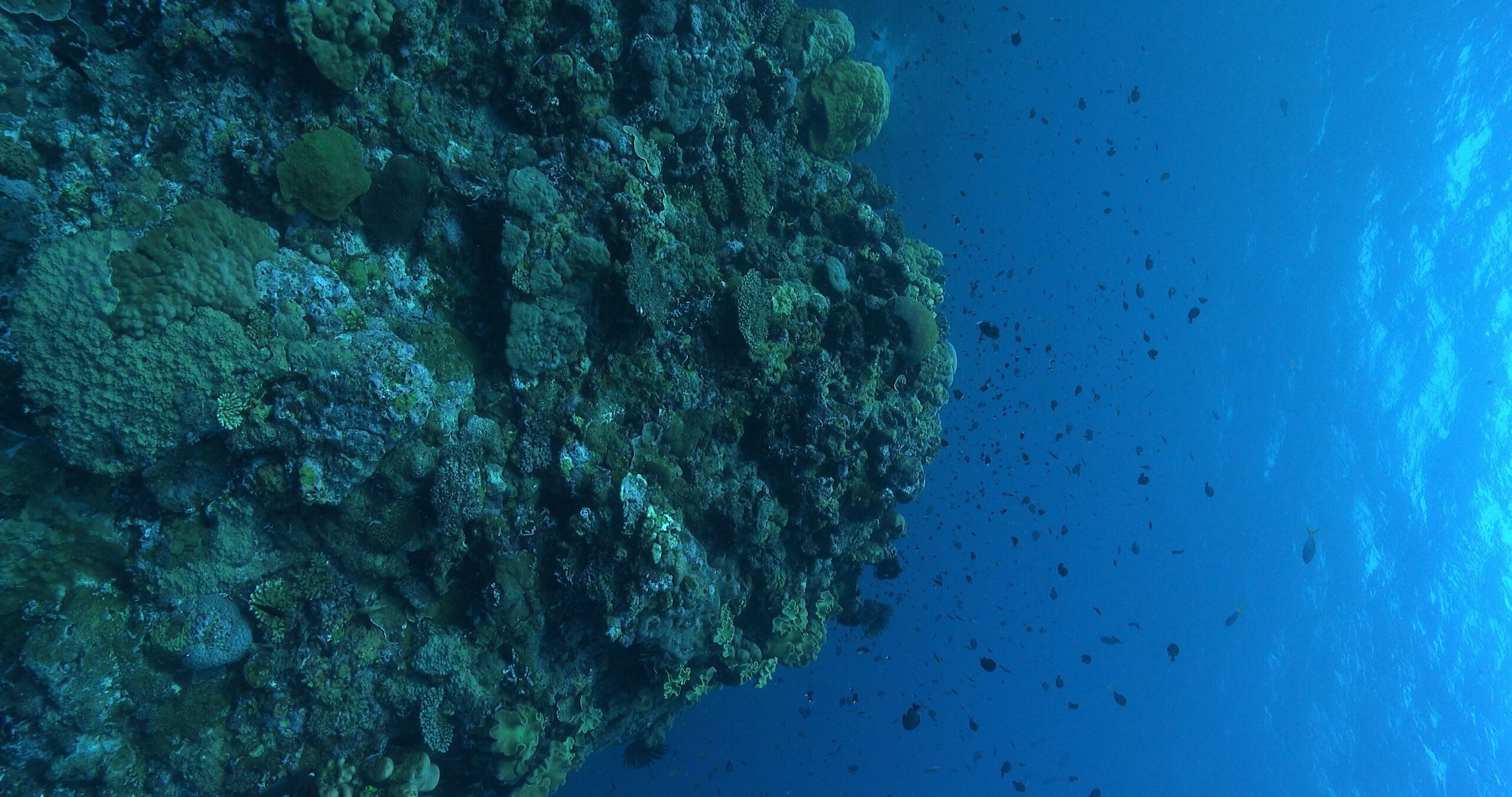 Vertical stock footage of ocean scenery cloud of planktivores swarming above the reef in the cool early morning light, on coral reef, 4K UltraHD, UP35760