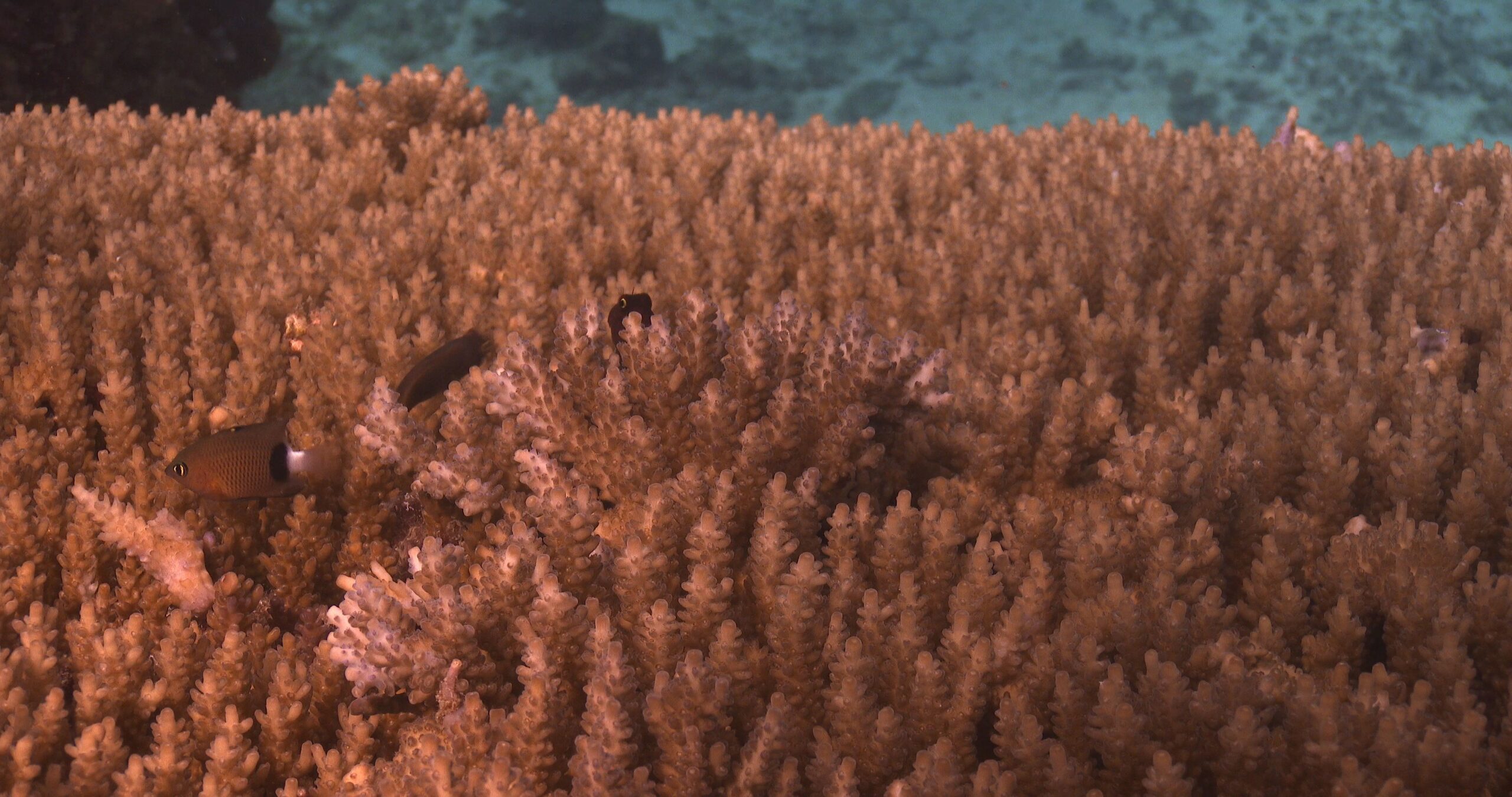 Juvenile Dick’s damsel swimming on hard coral microhabitat, Plectroglyphidodon dickii 4K UltraHD, UP35776