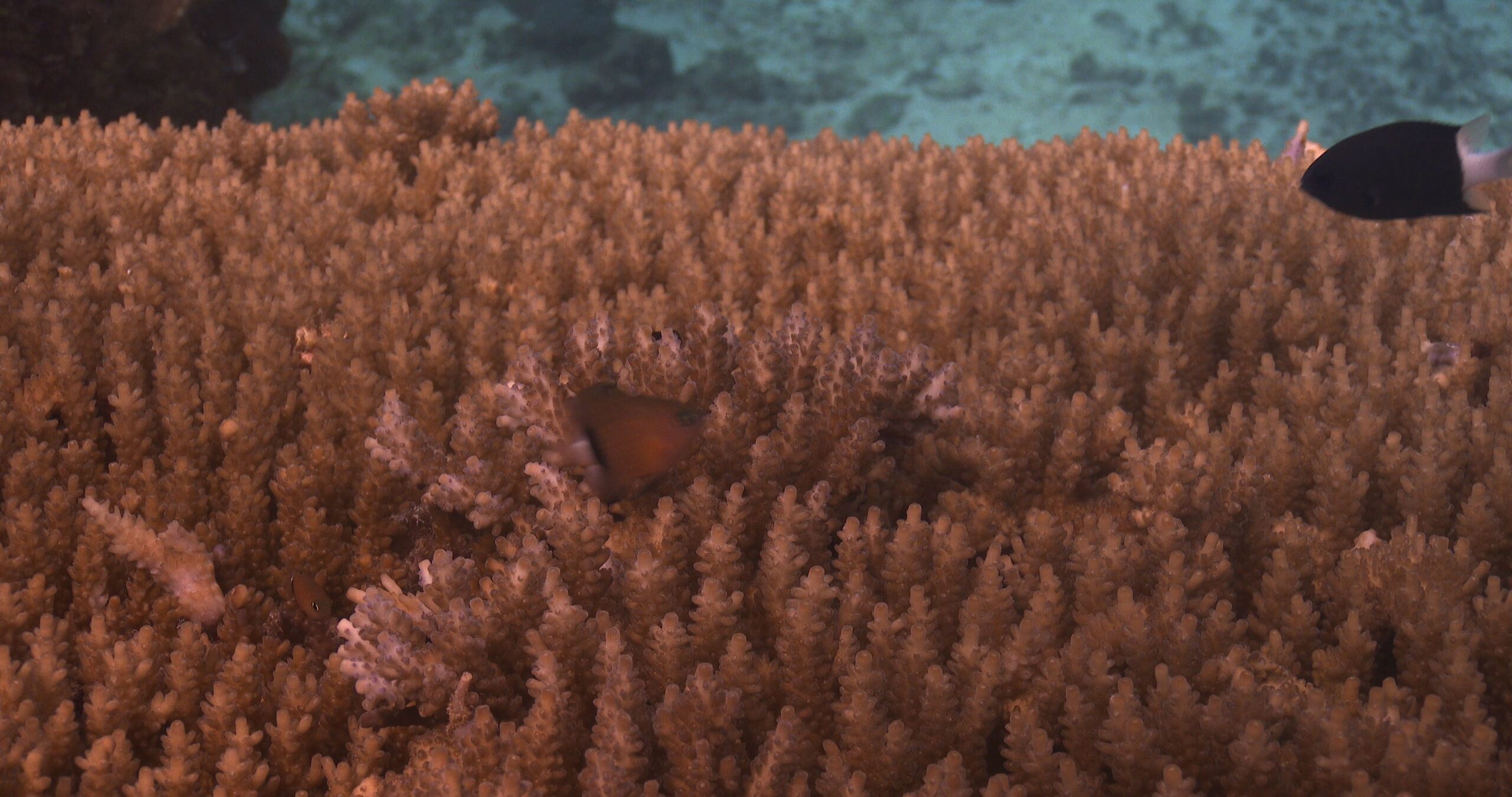 Juvenile Dick’s damsel swimming on hard coral microhabitat, Plectroglyphidodon dickii 4K UltraHD, UP35777
