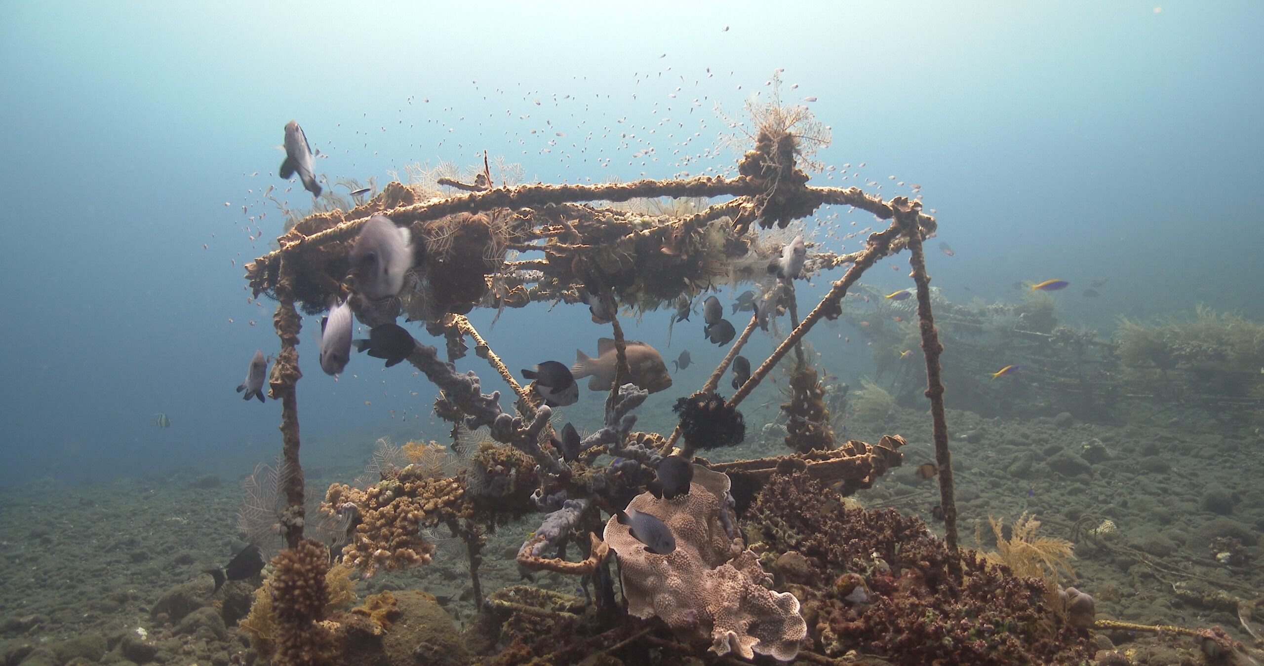 Ocean scenery effective artificial reef construction, on black sand slope and muck, 4K UltraHD, UP36533