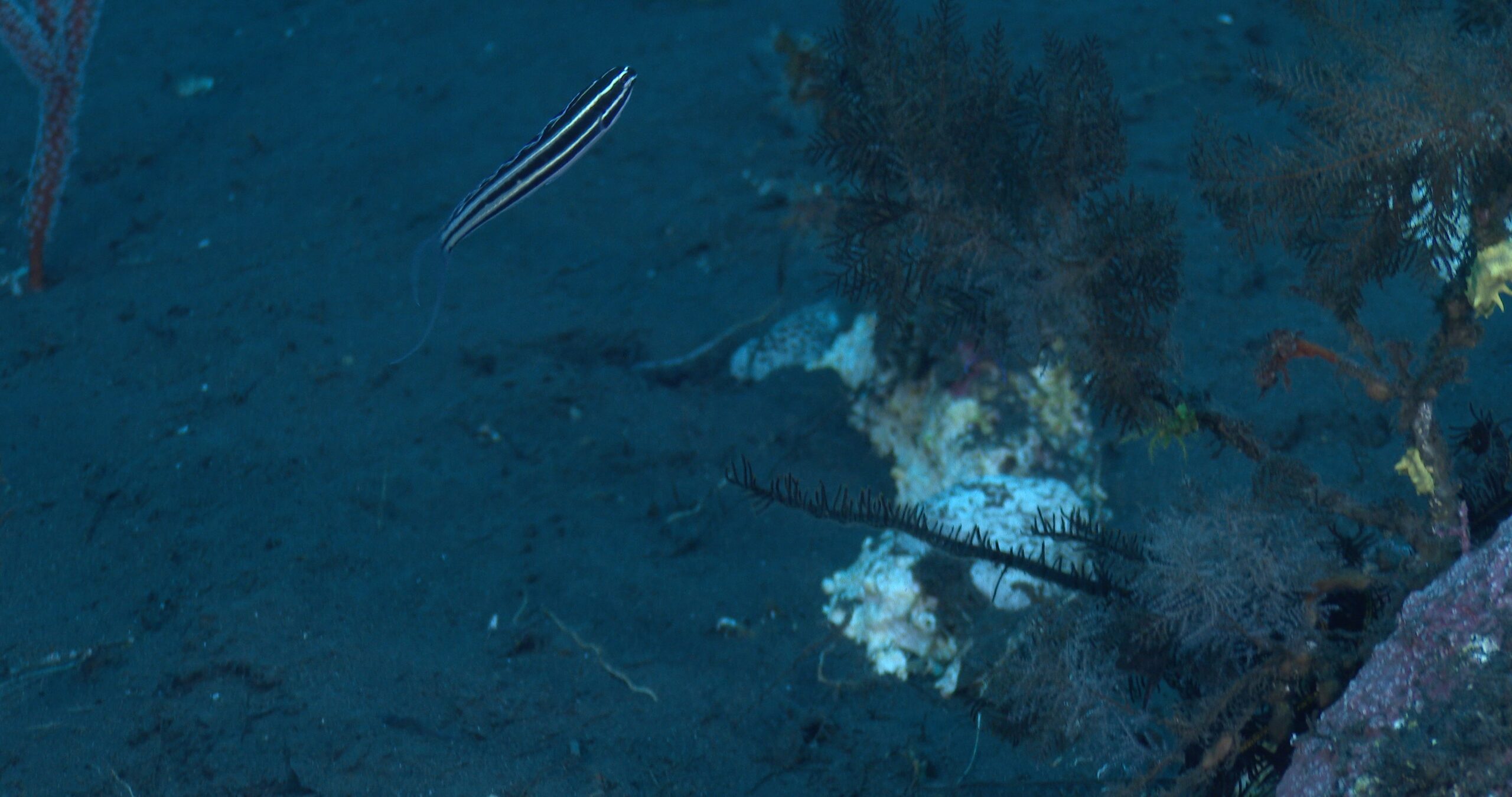 Bluefin fangblenny swimming on beautiful black coral reef on clean black sand, Meiacanthus cyanopterus 4K UltraHD, UP37322