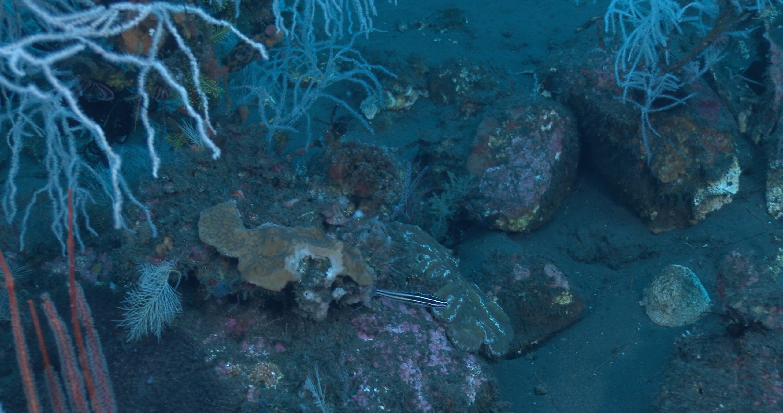 Bluefin fangblenny swaying on beautiful black coral reef on clean black sand, Meiacanthus cyanopterus 4K UltraHD, UP37323