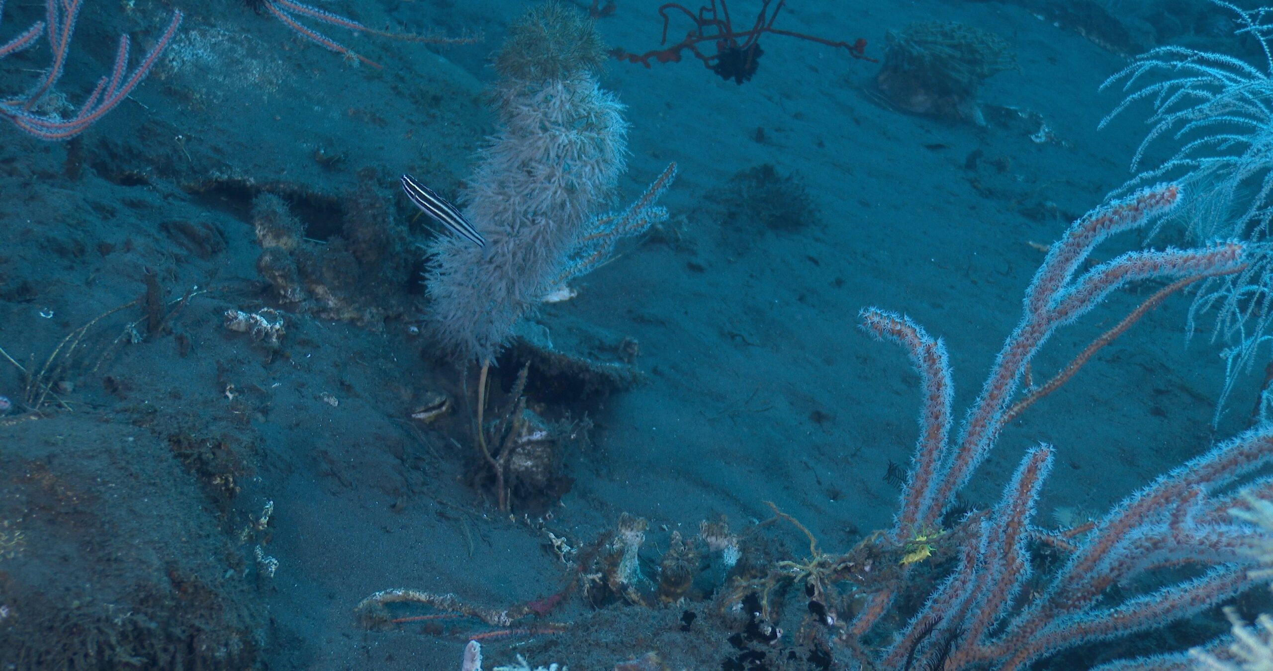 Bluefin fangblenny swimming on beautiful black coral reef on clean black sand, Meiacanthus cyanopterus 4K UltraHD, UP37324