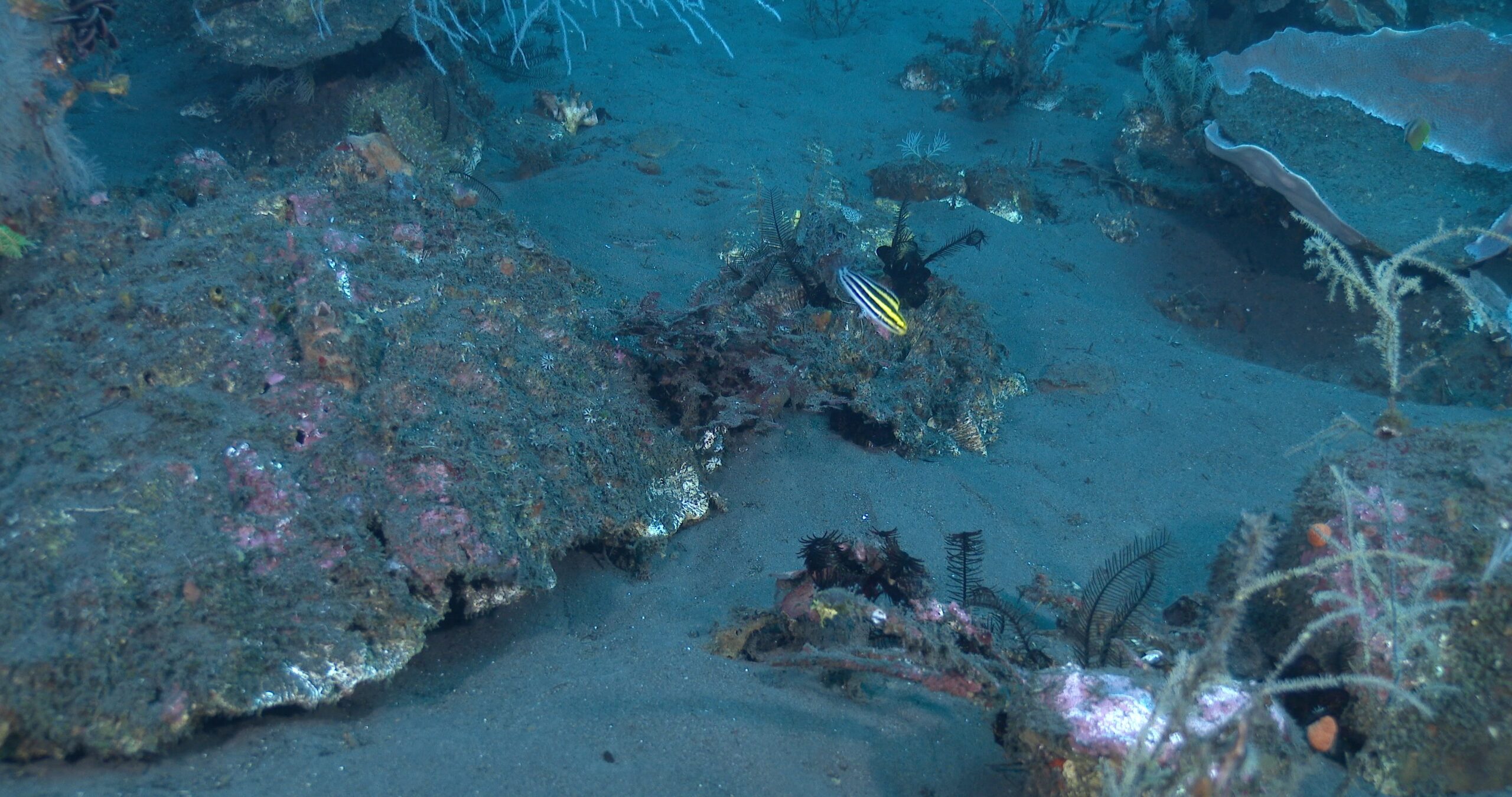 Striped fangblenny swimming on beautiful black coral reef on clean black sand, Meiacanthus grammistes 4K UltraHD, UP37327