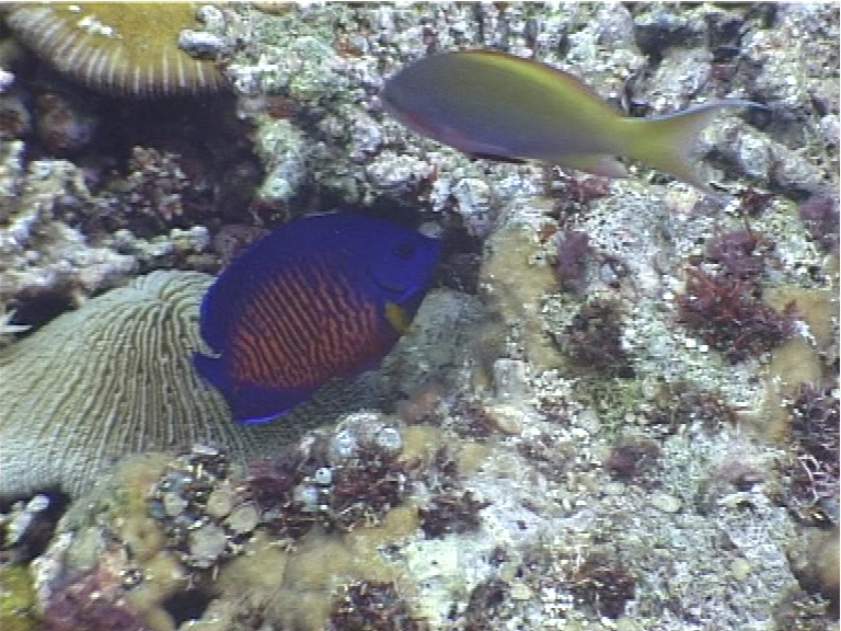 Bi-spine angelfish feeding, Centropyge bispinosa, UP3793