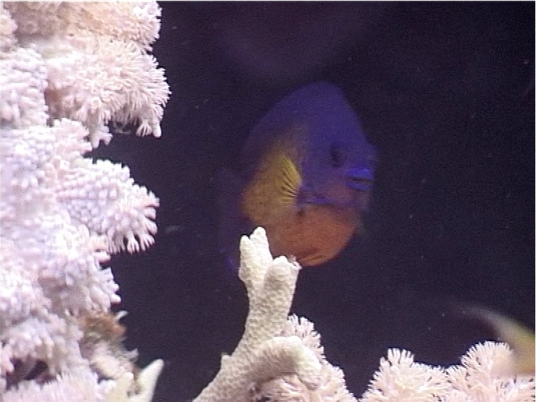 Bi-spine angelfish swimming, Centropyge bispinosa, UP3795