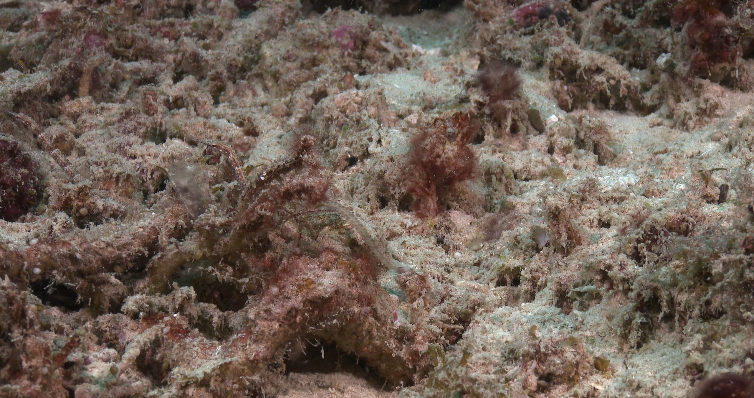 Orange-spotted pipefish swimming on rubble, Corythoichthys ocellatus 4K UltraHD, UP39084
