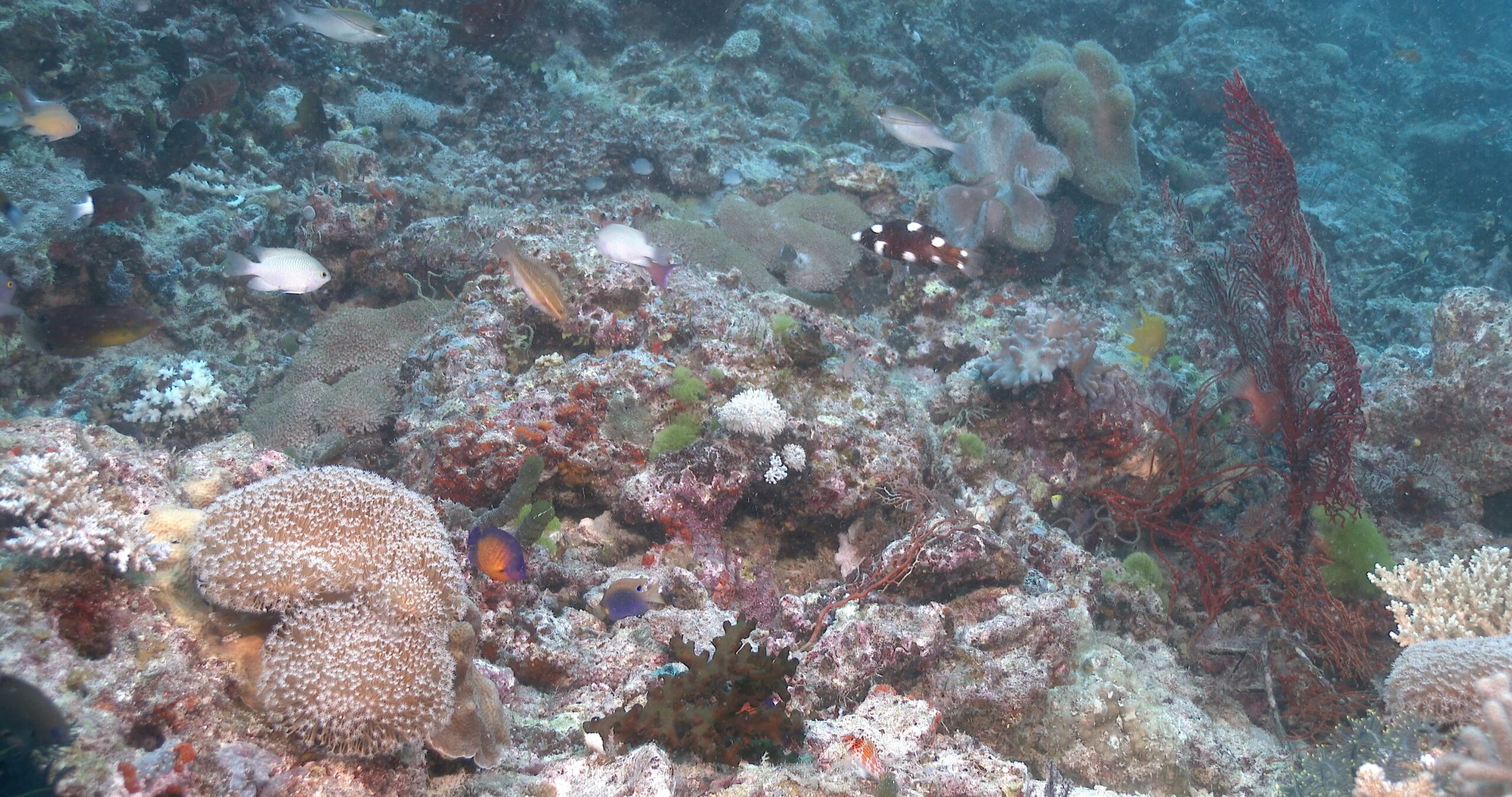Ocean scenery too many species to name feeding below cleaning station where large coral trout had been worked on, high biodiversity, at least 13 other fish species in shot, on cleaning station, 4K UltraHD, UP40186
