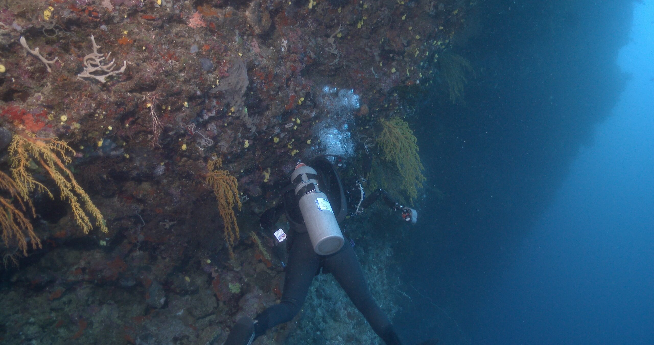 Housed SLR photographer taking images on deep wall with Rainbow hanging soft coral in Fiji Islands, 4K UltraHD, UP40357