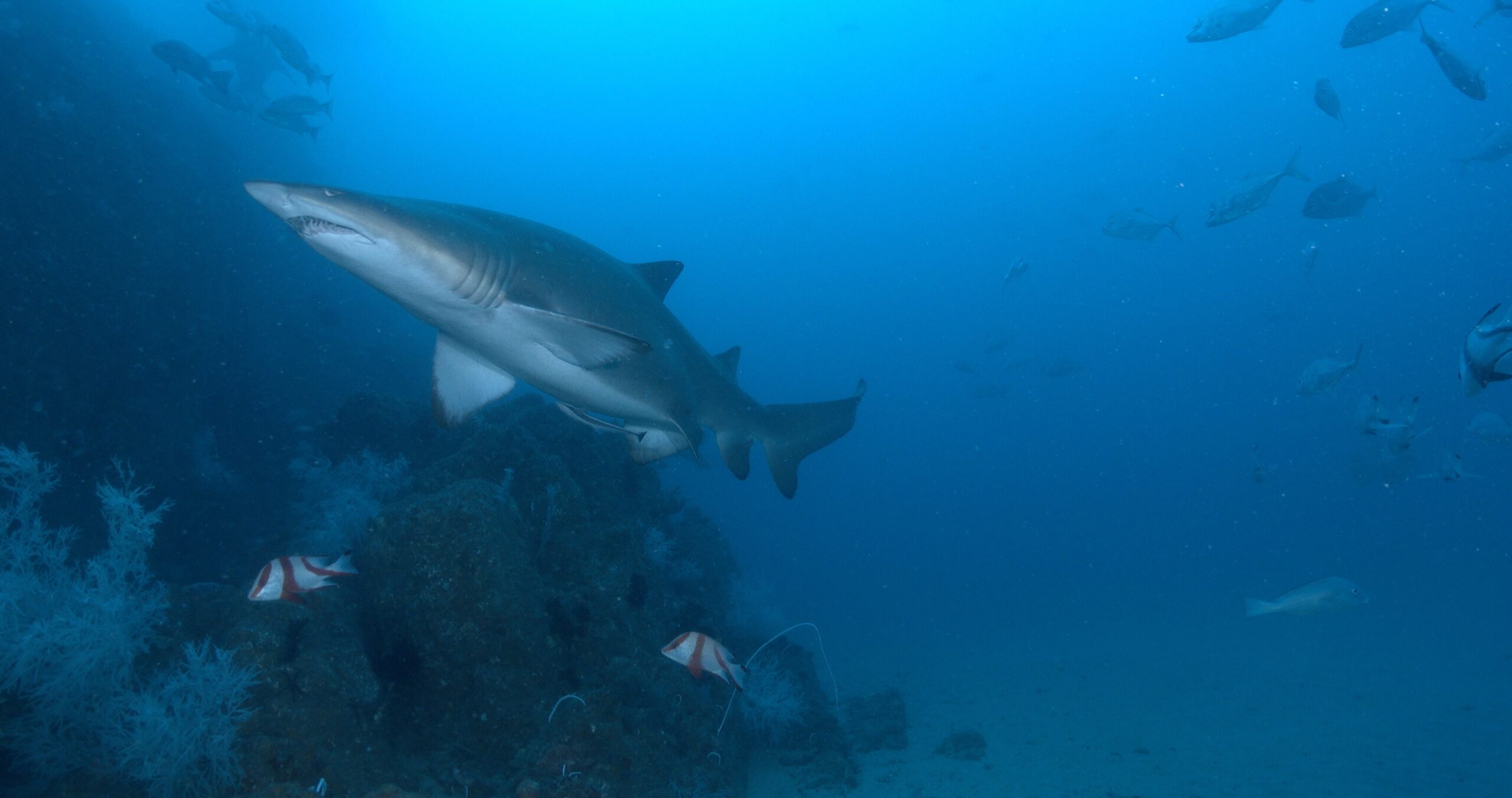 Red emperor swimming and schooling on deep rocky reef, Lutjanus sebae 4K UltraHD, UP42899