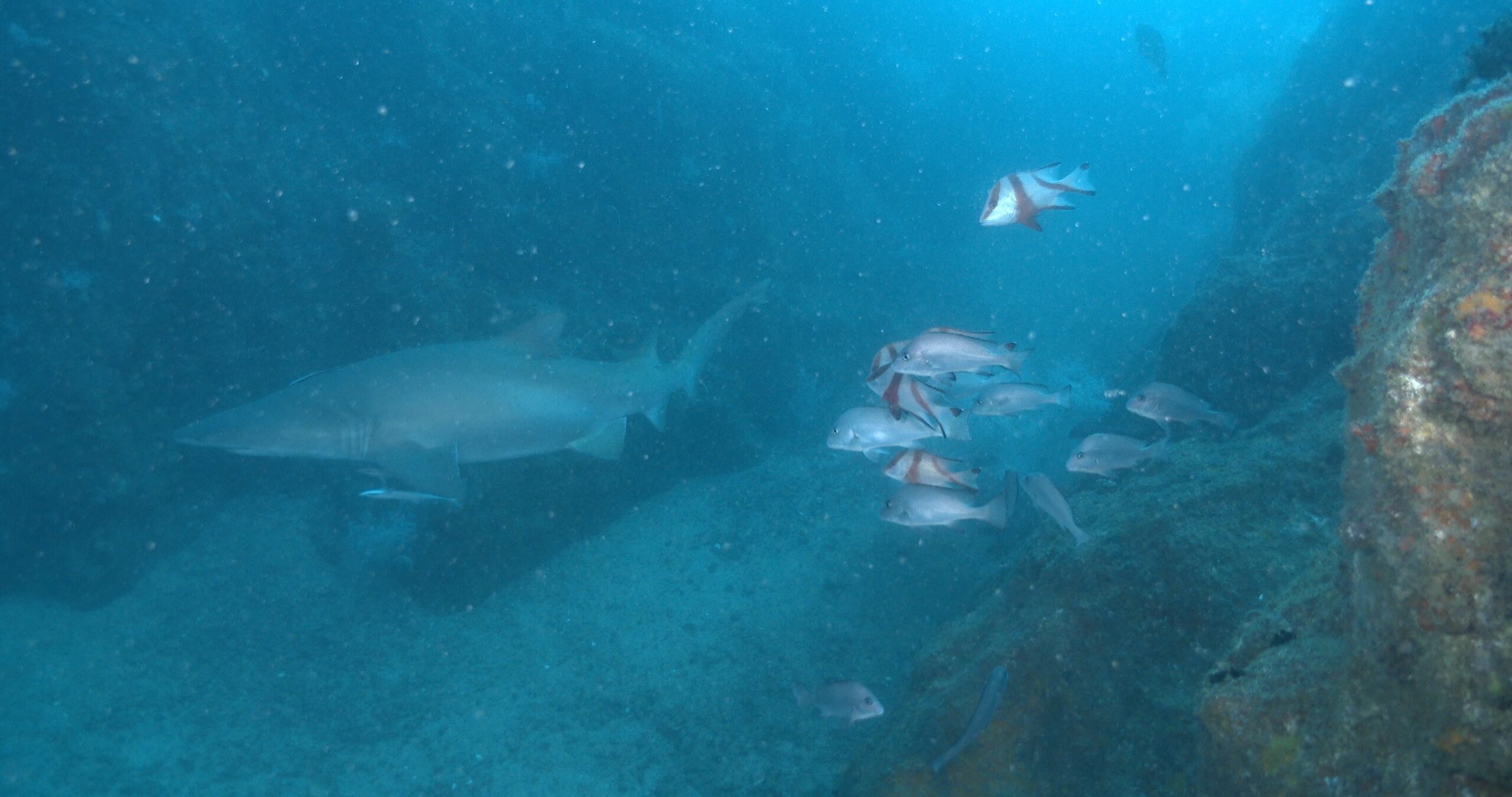 Subadult Red emperor hovering and schooling on deep rocky reef, Lutjanus sebae 4K UltraHD, UP42929