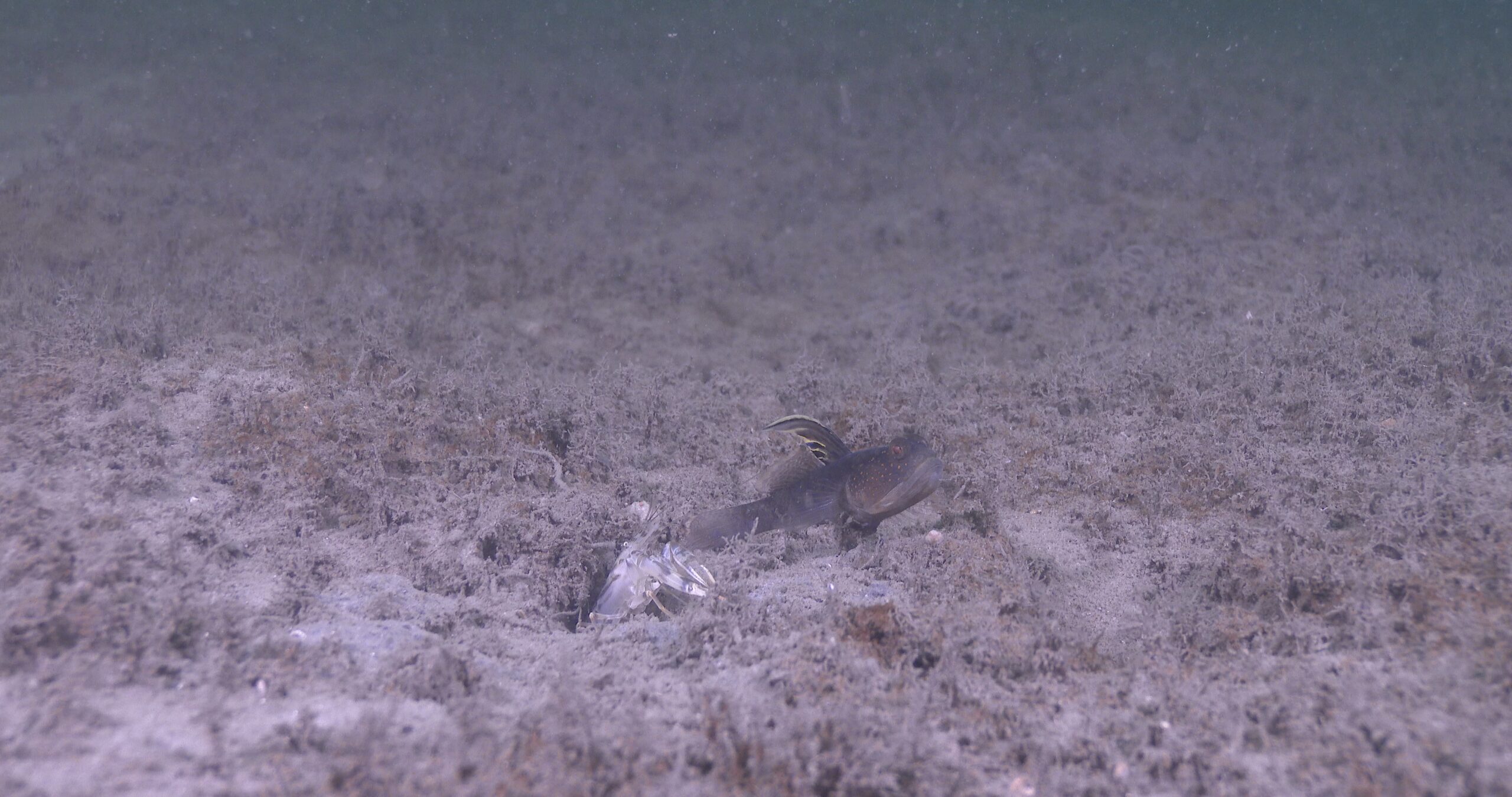 Yellow-knee brown goby shrimp feeding in estuary, Alpheus sp. 4K UltraHD, UP43575