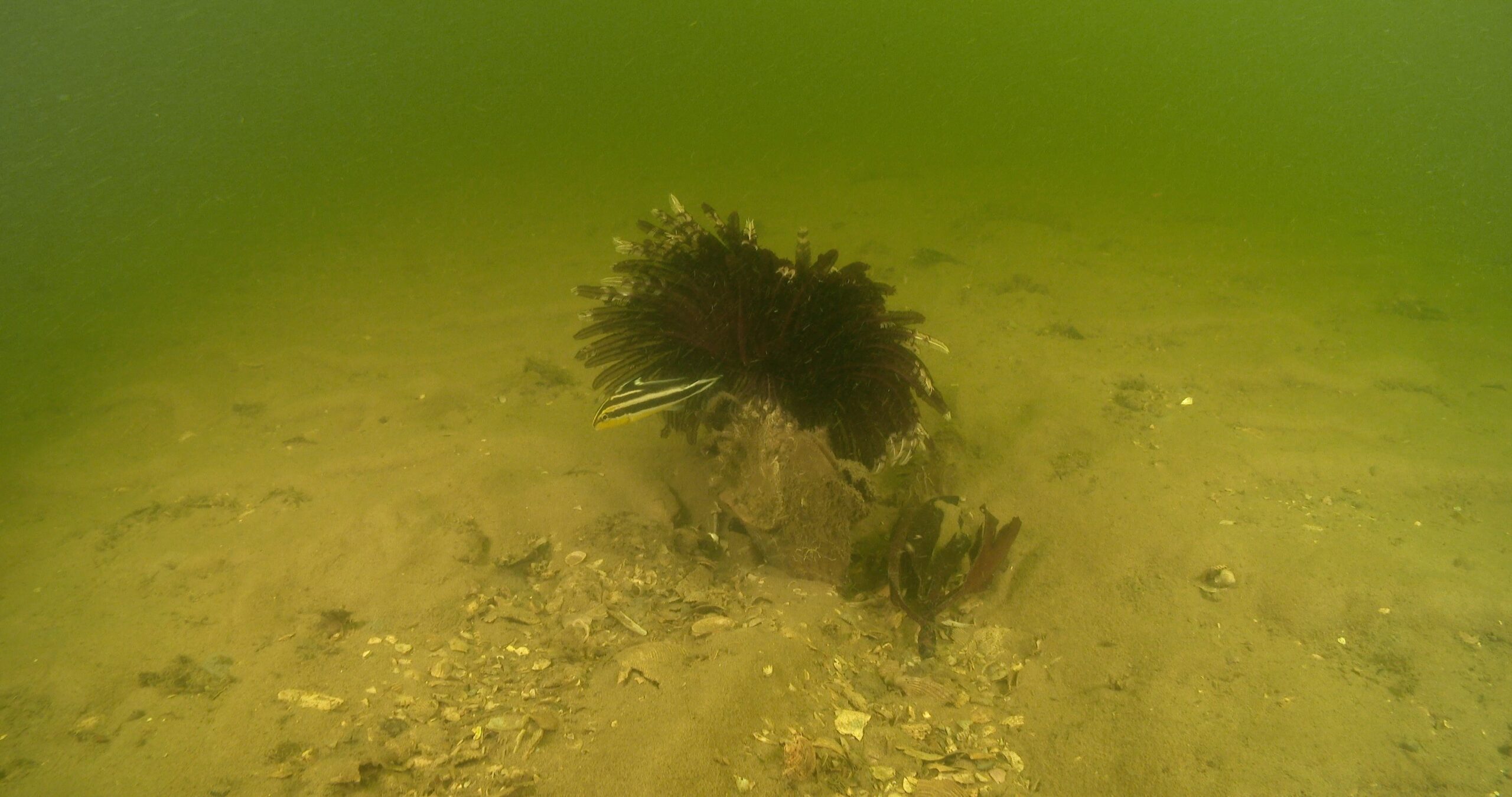 Brown and white crinoid feeding in estuary, Lamprometra sp. 4K UltraHD, UP43980