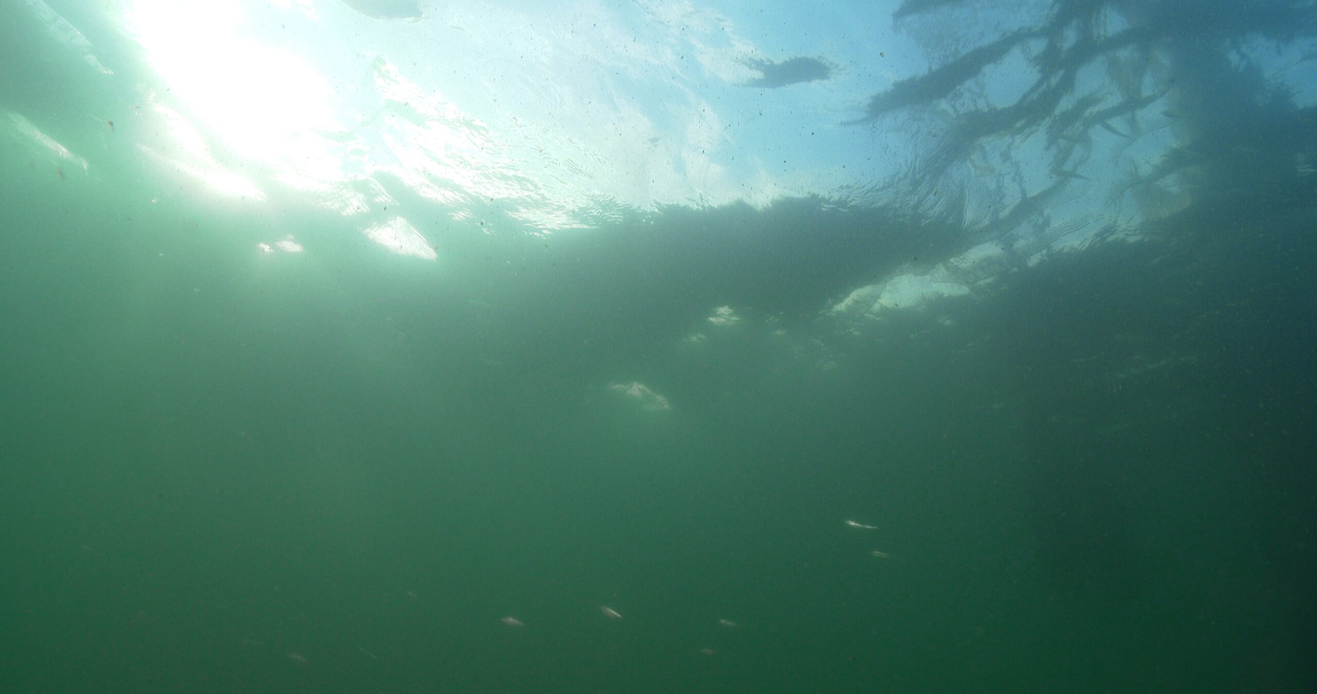 Sparse school, shot moves to lead mark heavily encrusted with barnacles and oysters, current with large particles, poor visibility, CUBA3O, underwater, Common hardyhead 4K UltraHD, UP44060