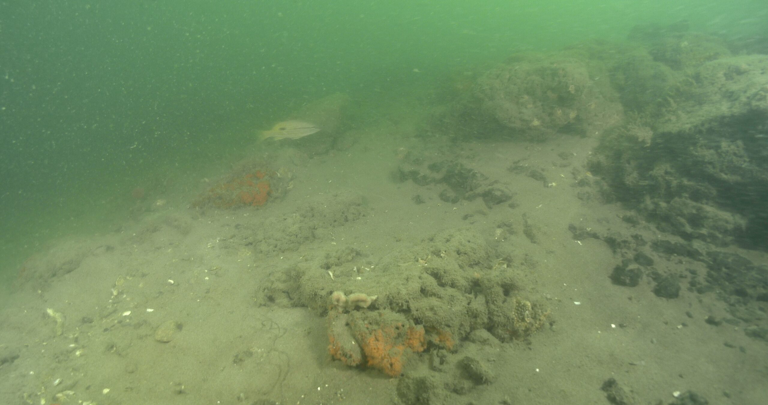 Ocean scenery not many fish on silty sand and barren coffee rock structure, current with large particles, poor visibility, CUBA3O, in estuary, 4K UltraHD, UP44081