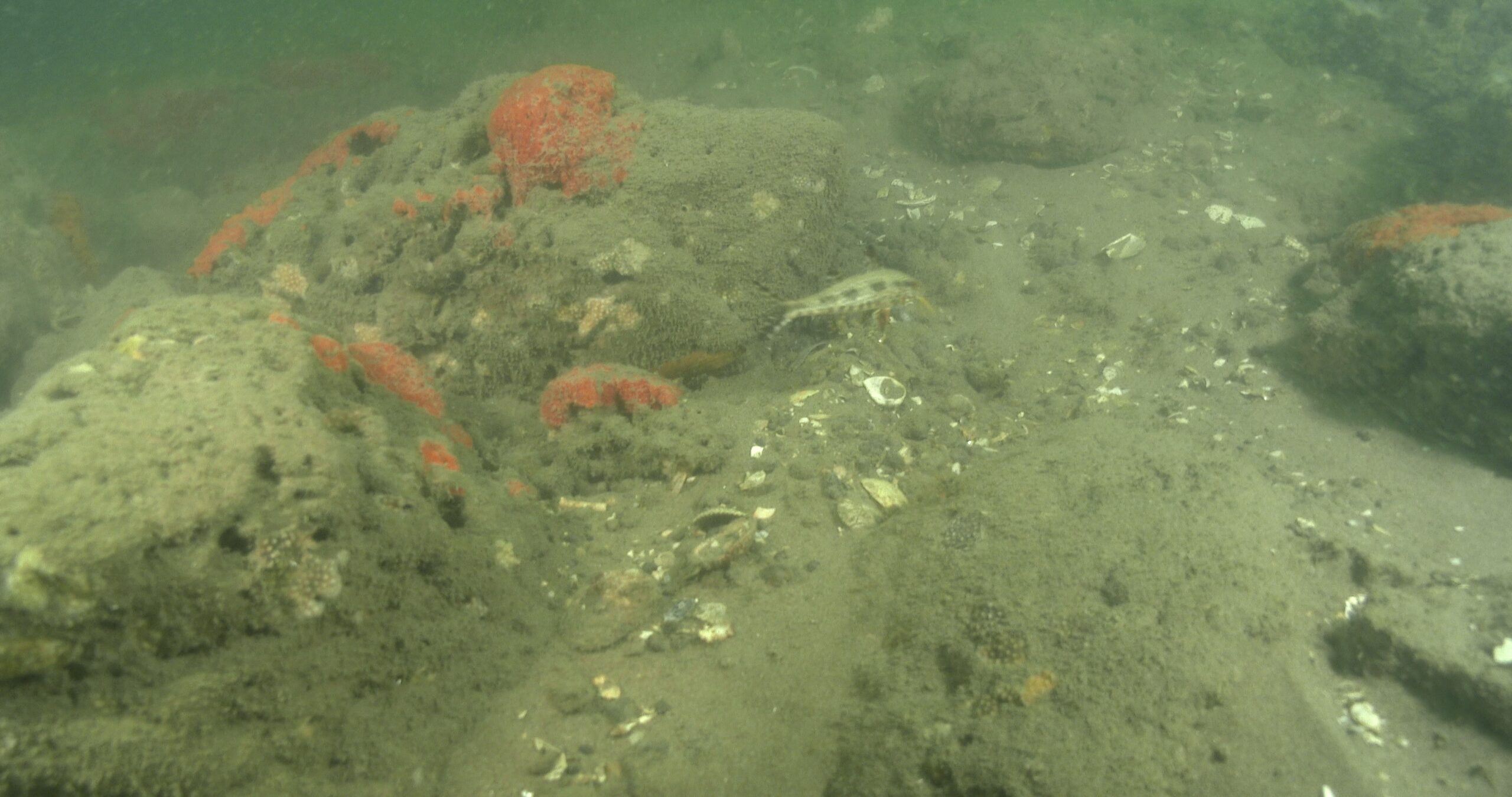 Freckled goatfish behaving nervously in estuary, Upeneus tragula 4K UltraHD, UP44083