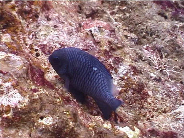 Threespot damsel nesting, Dascyllus trimaculatus, UP4409