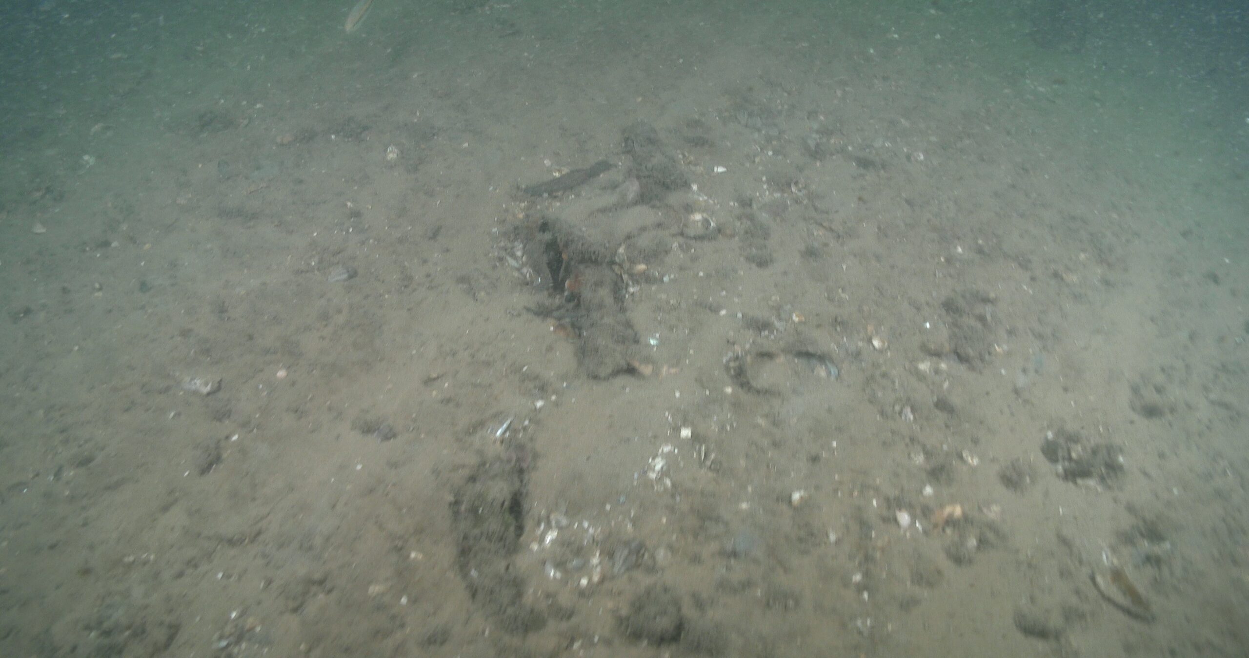 Ocean scenery apparently barren silty sand with coffee rock rubble, maybe other oysters, stiff current with large particles, poor visibility, CUBA3P, in estuary, 4K UltraHD, UP44180