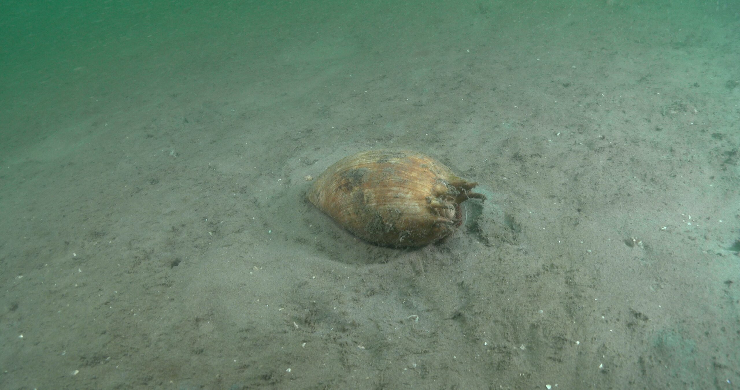 Giant orange hermit crab hiding in estuary, Dardanus megistos 4K UltraHD, UP44202