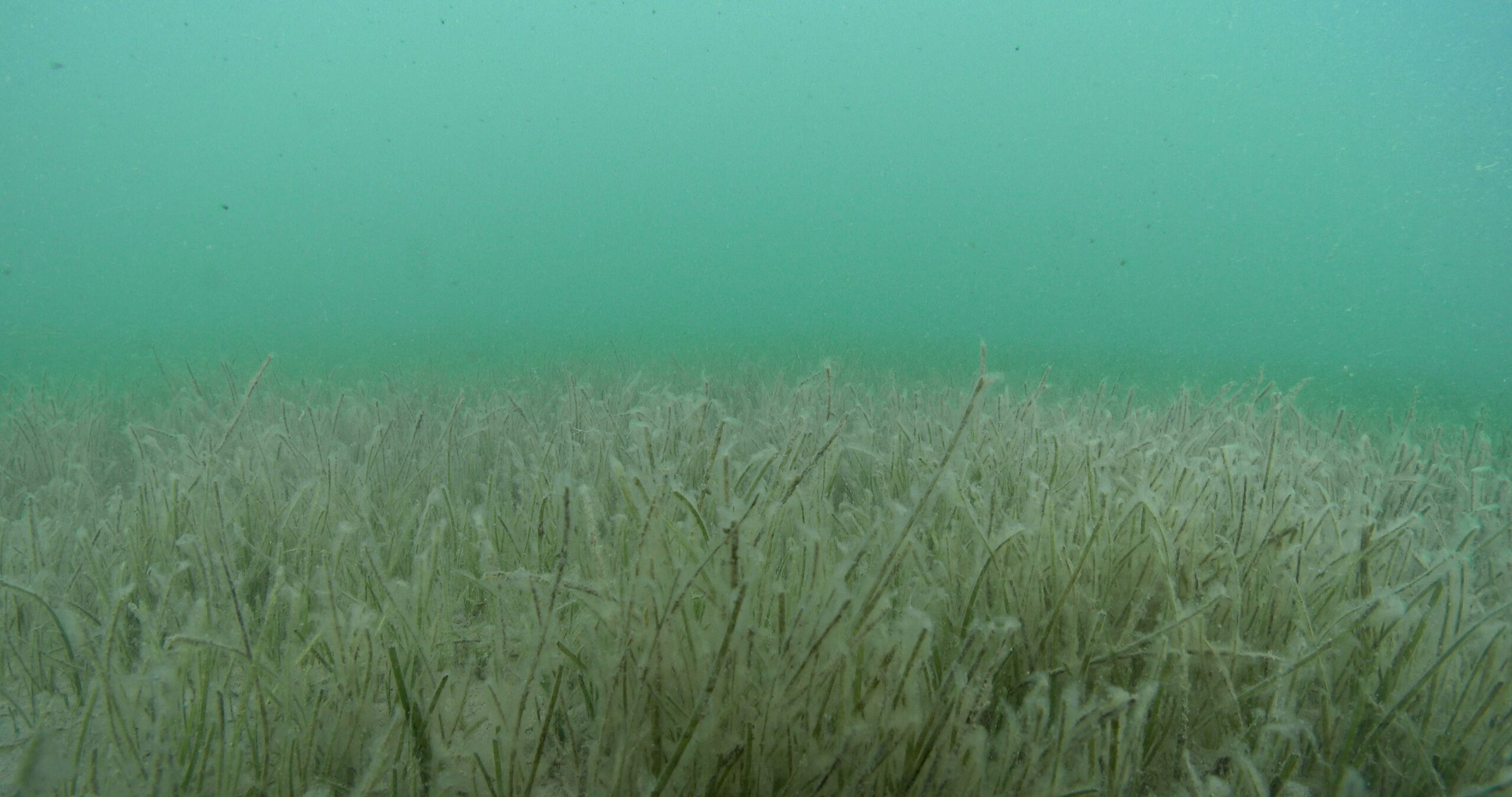 Stock footage of Eel grass swaying on seagrass meadow, Halodule uninervis 4K UltraHD video 44212.